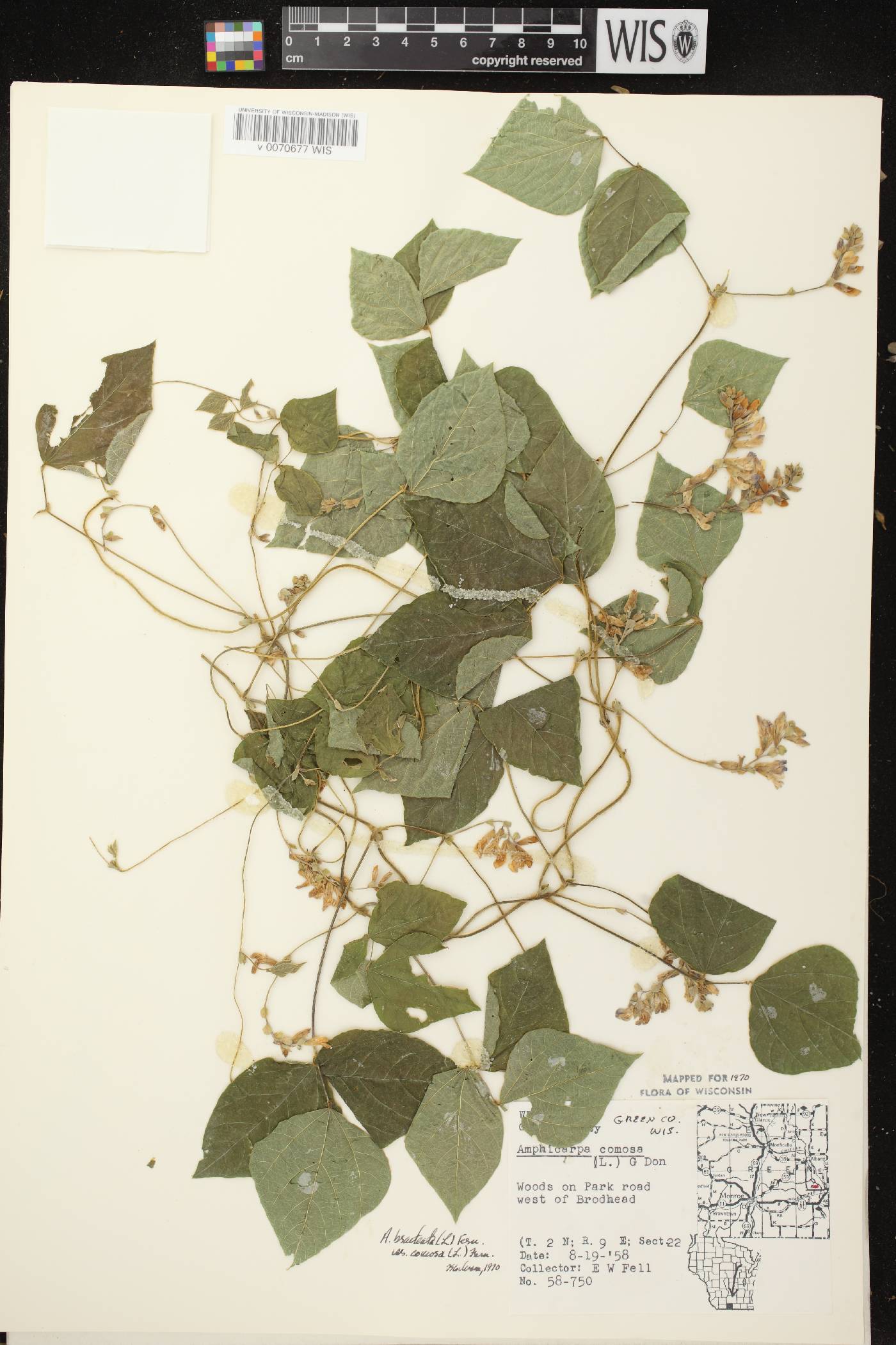 Amphicarpaea bracteata image