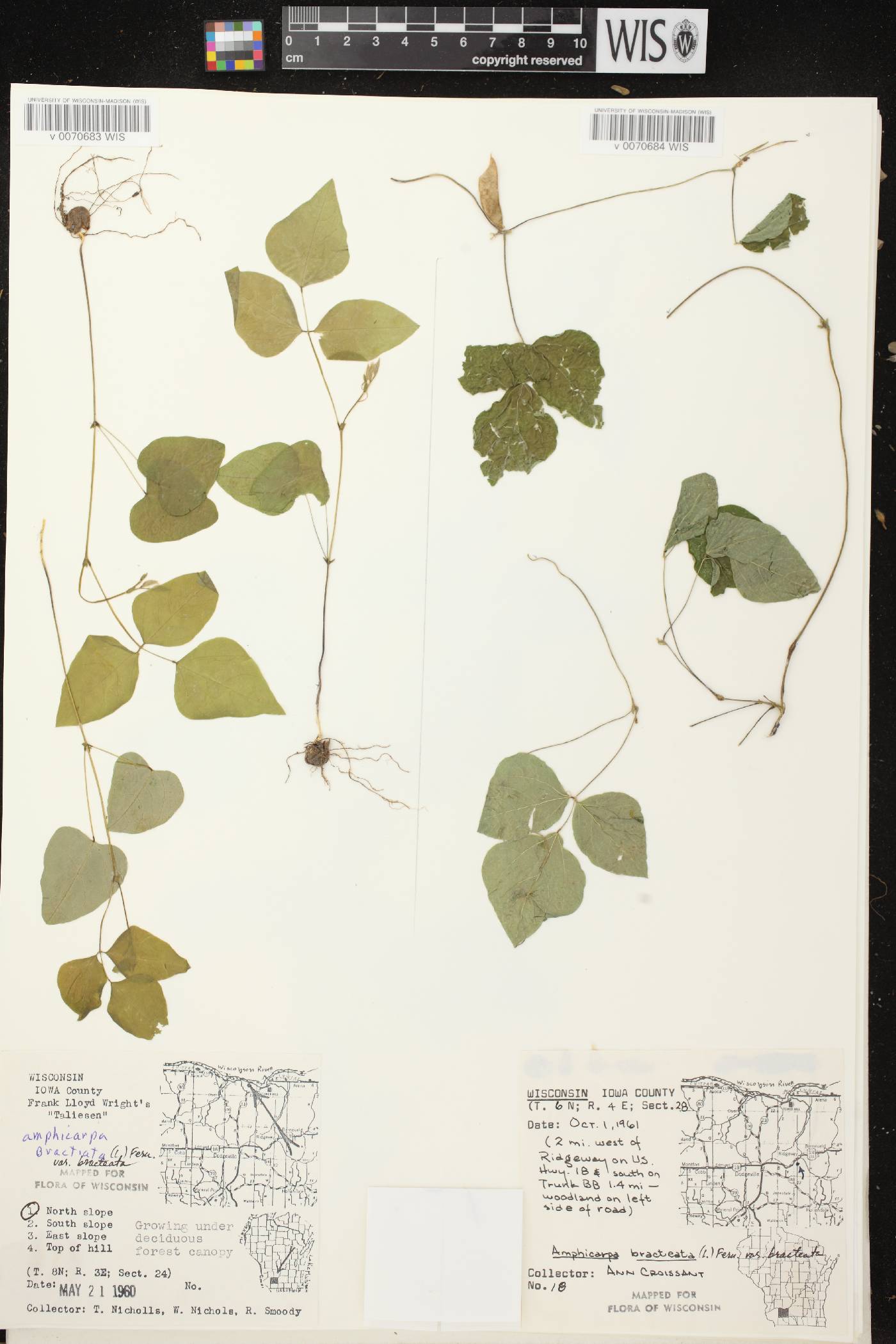 Amphicarpaea bracteata image