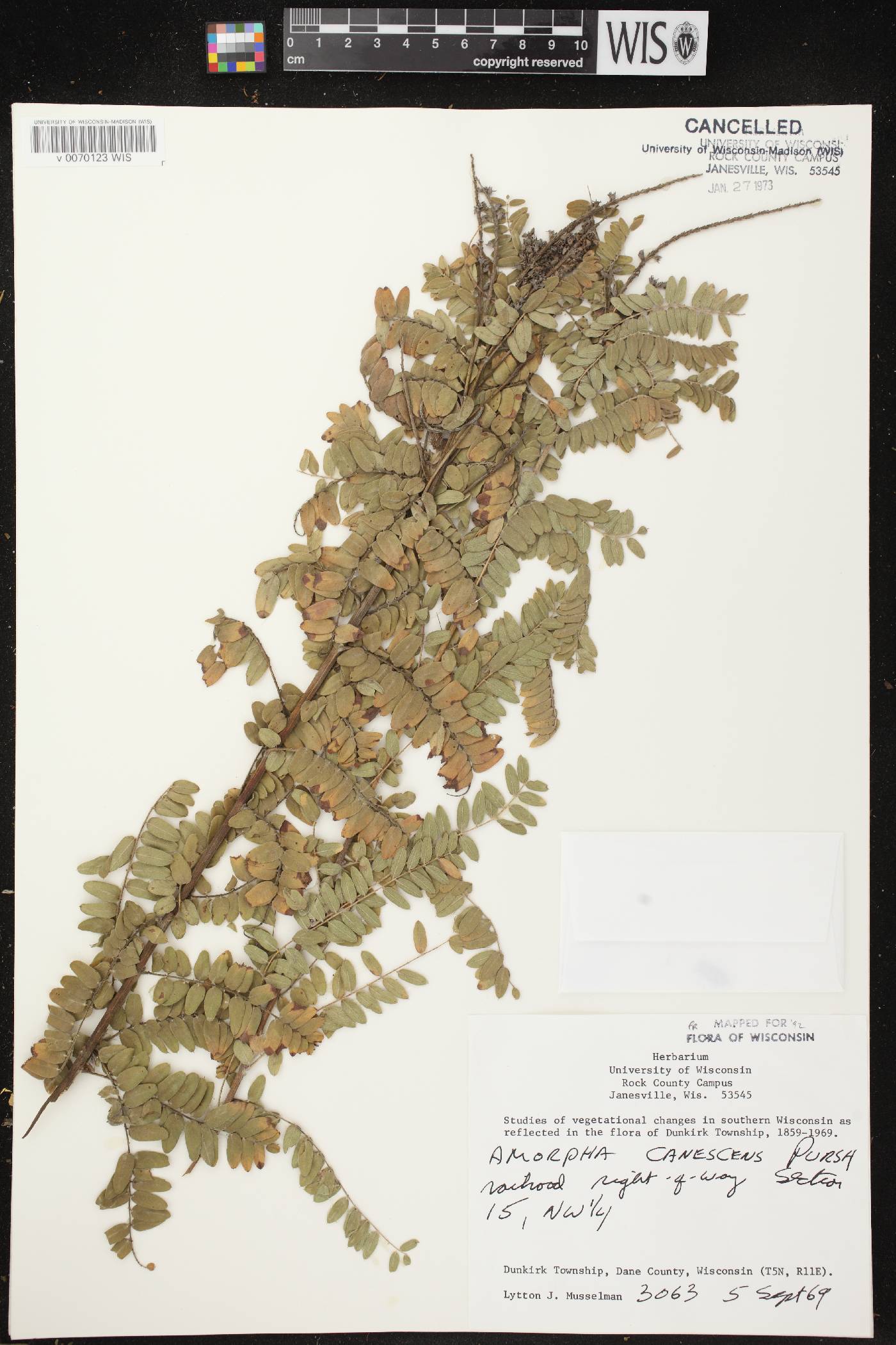 Amorpha canescens image