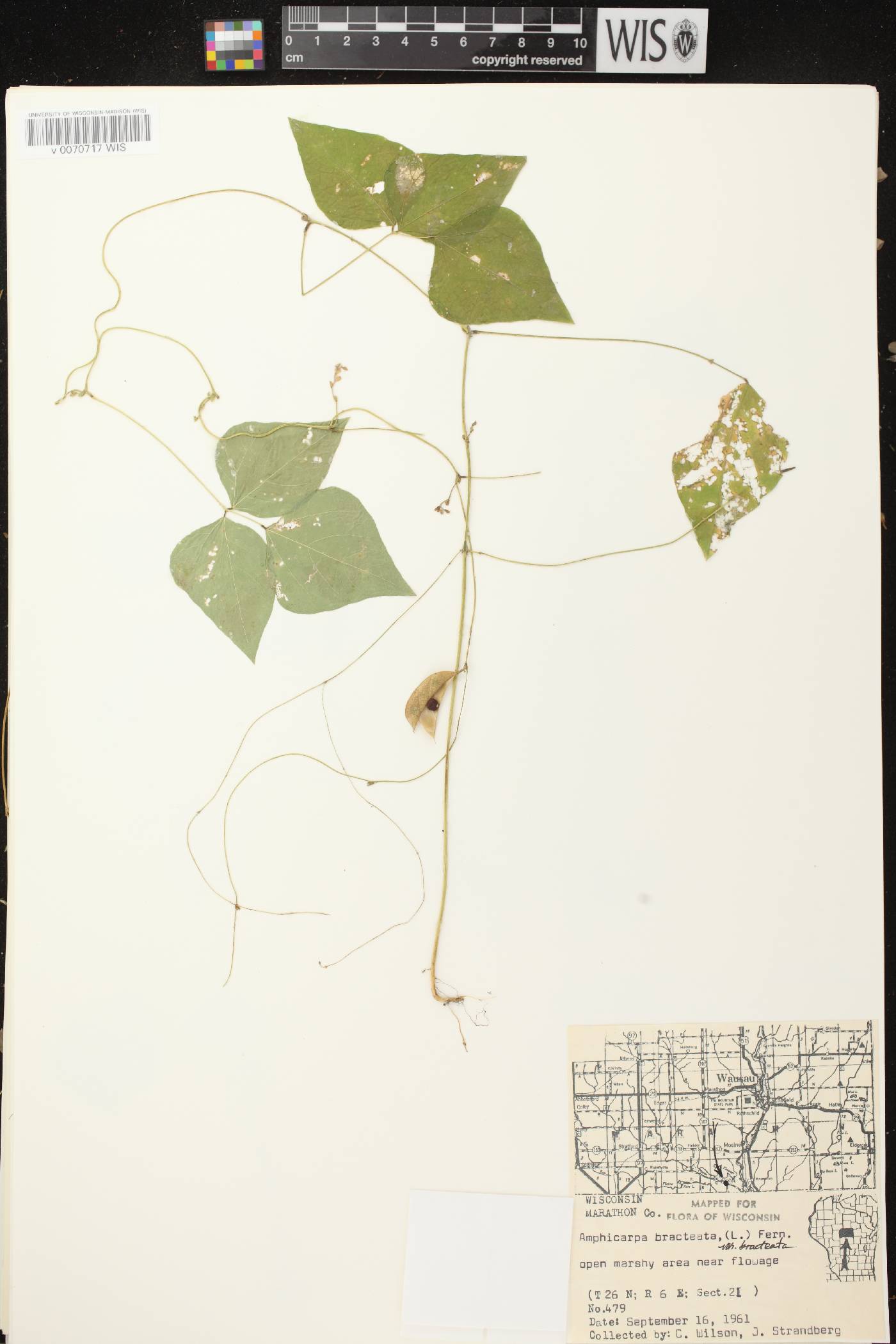 Amphicarpaea bracteata image