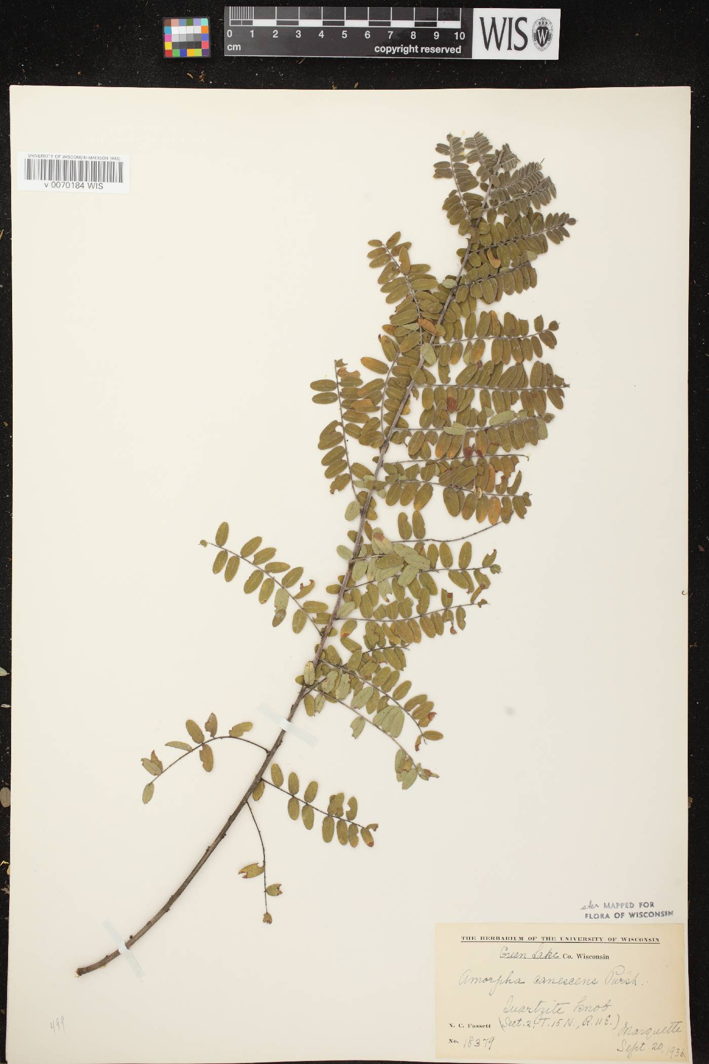Amorpha canescens image