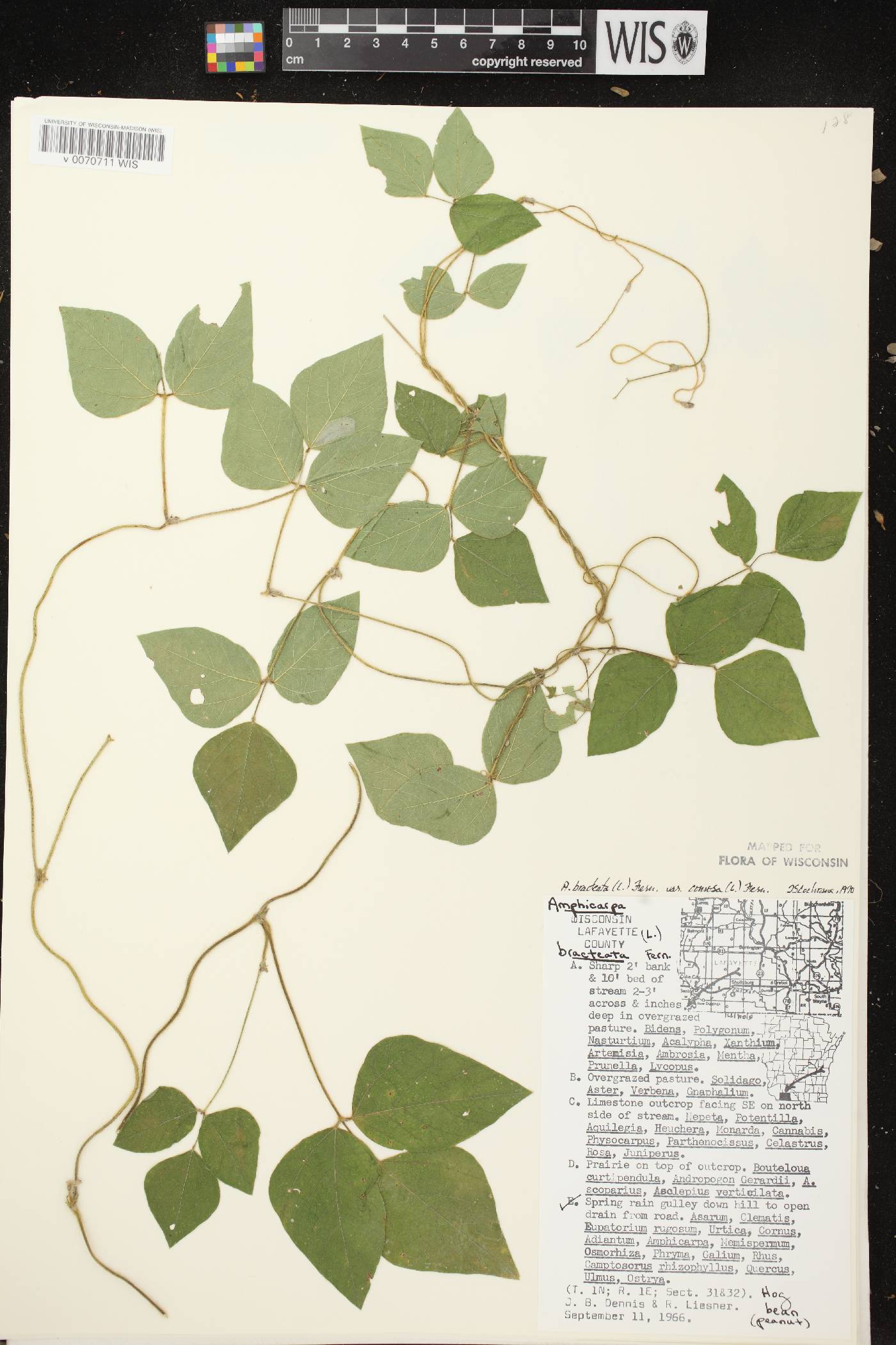 Amphicarpaea bracteata image