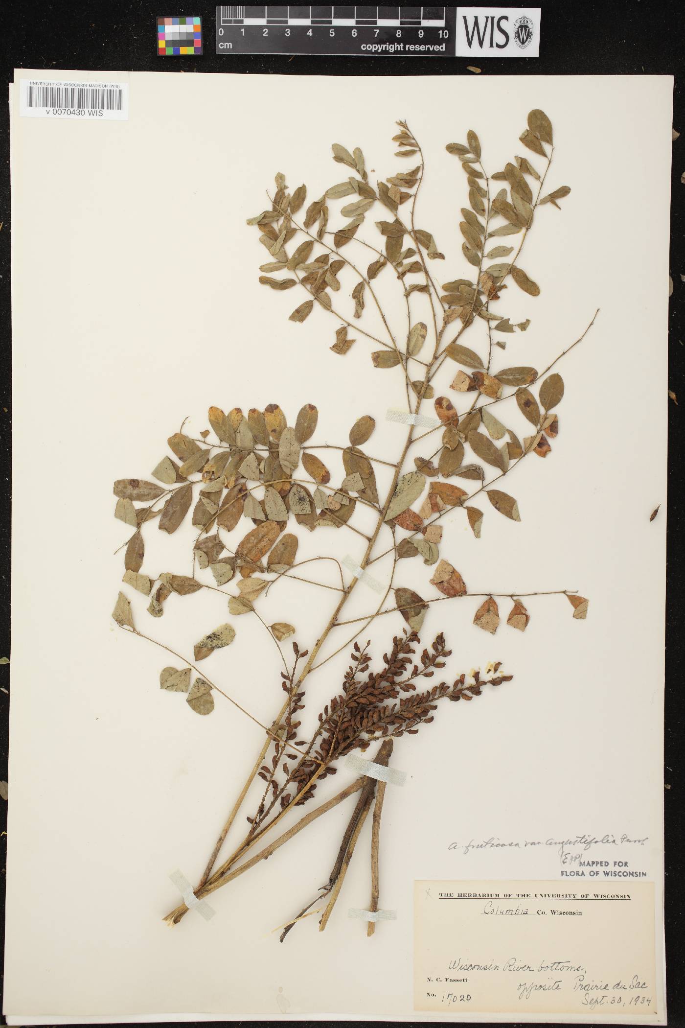 Amorpha fruticosa image