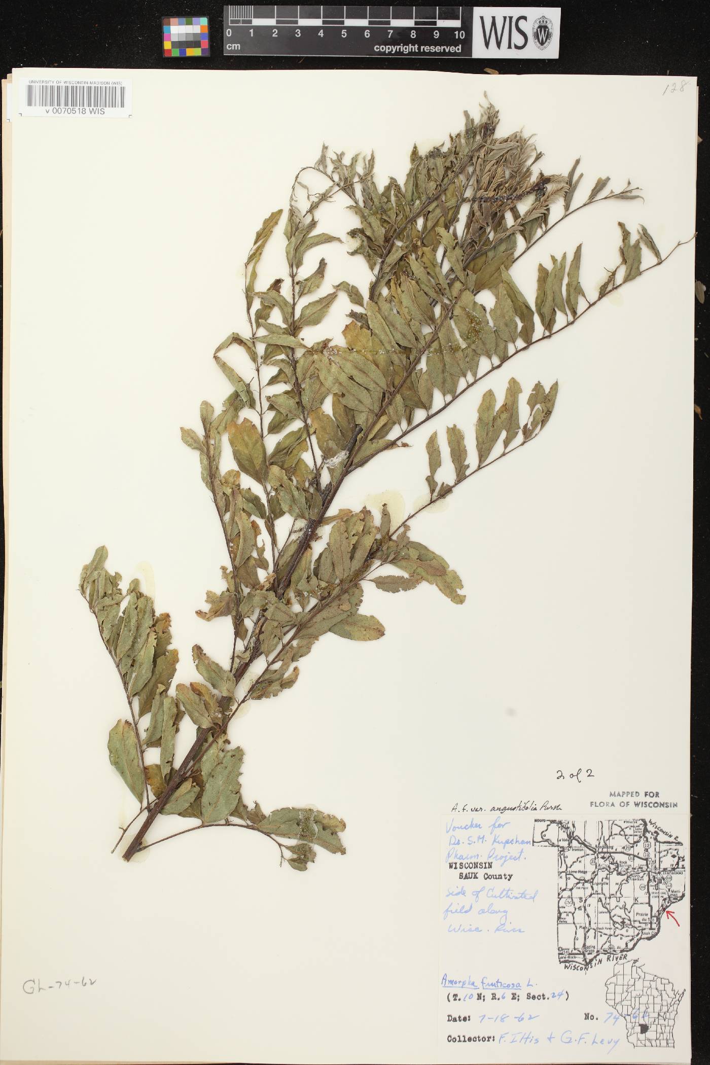 Amorpha fruticosa image