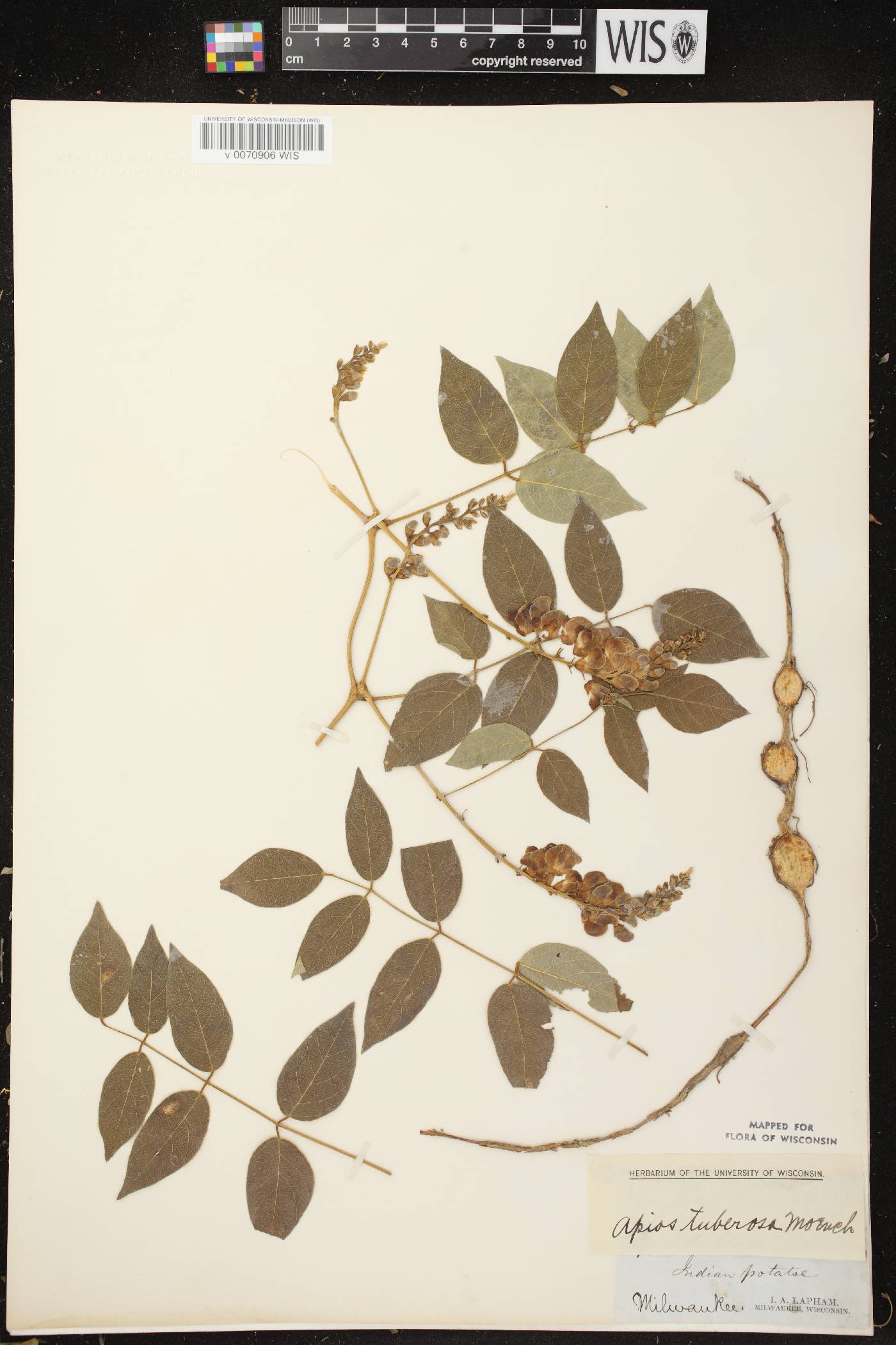 Apios americana image