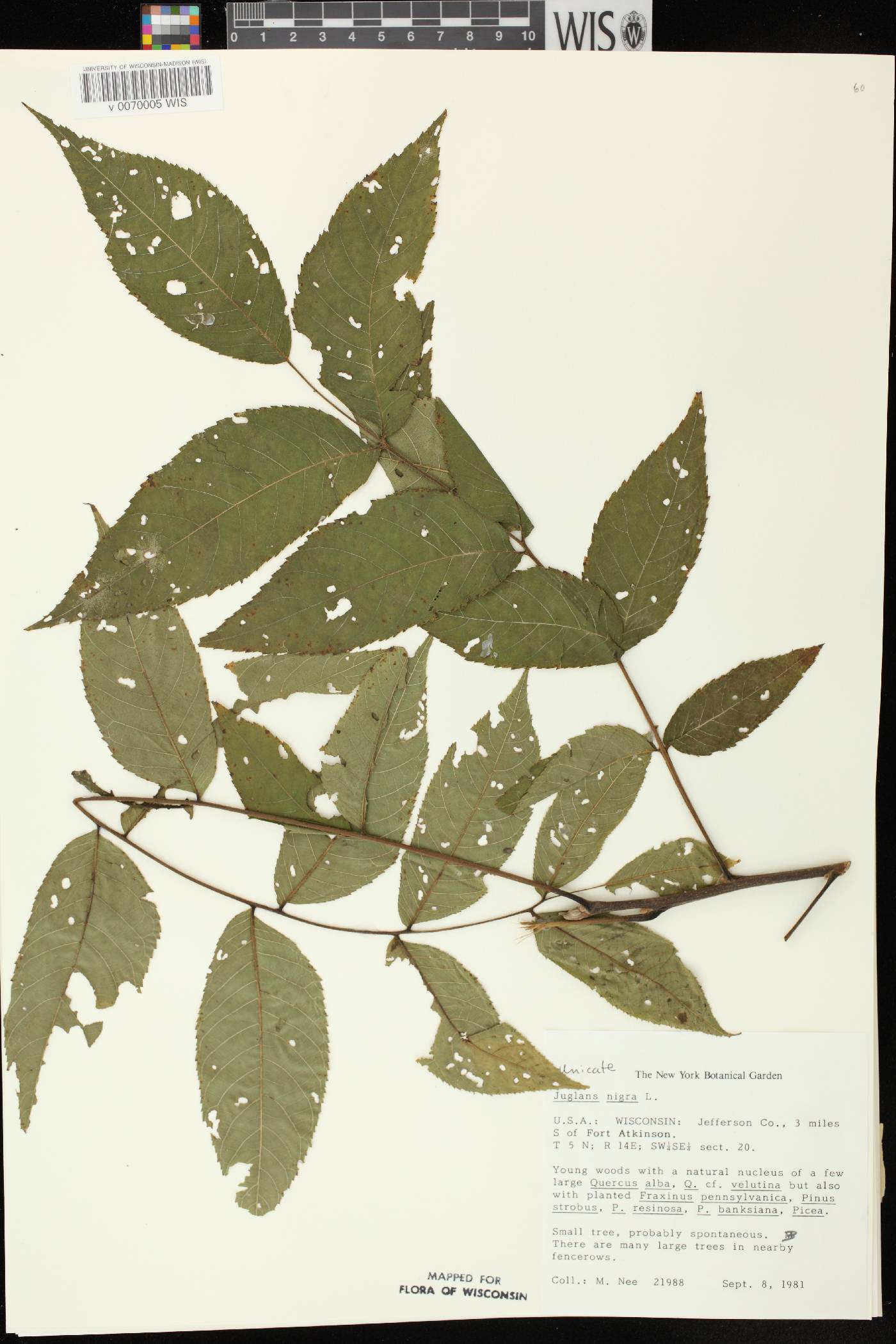 Juglans nigra image