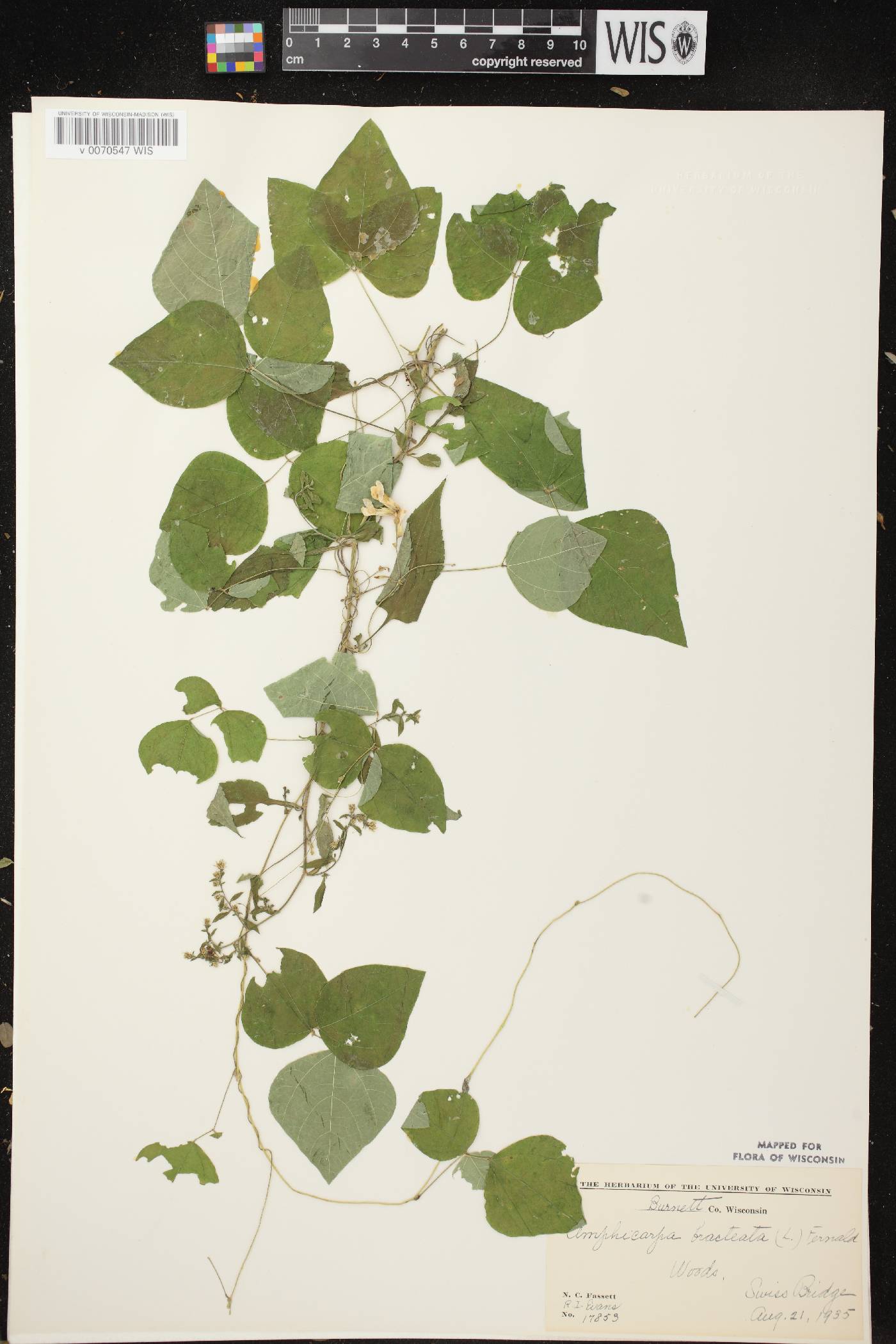 Amphicarpaea bracteata image