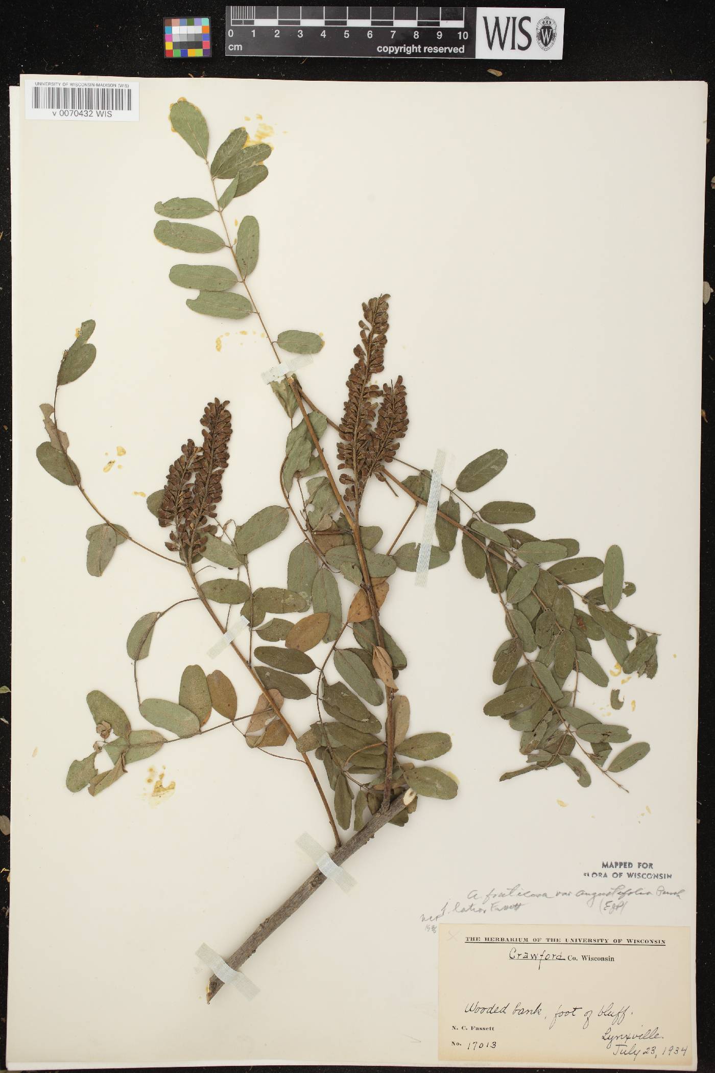 Amorpha fruticosa image