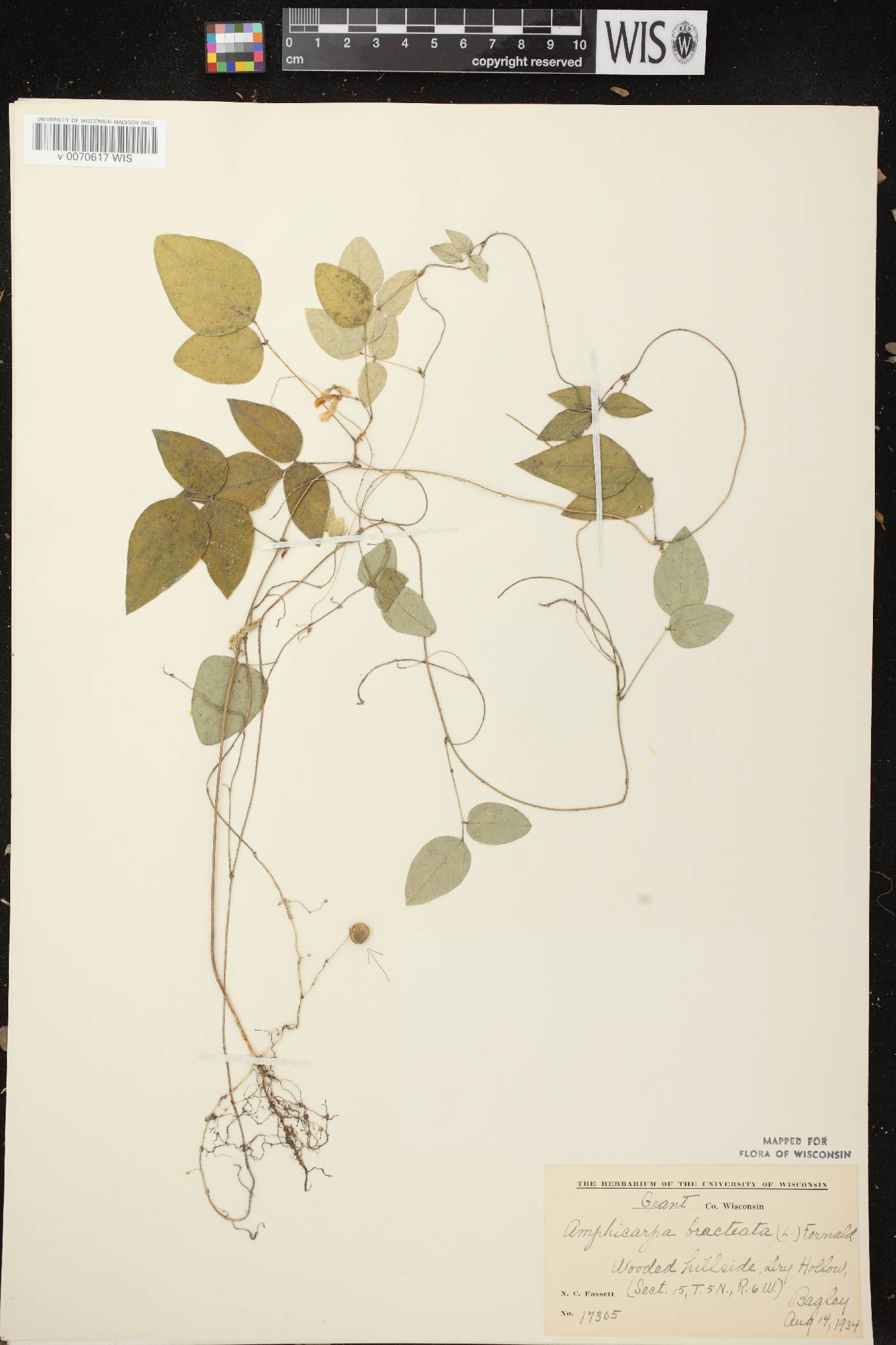Amphicarpaea bracteata image