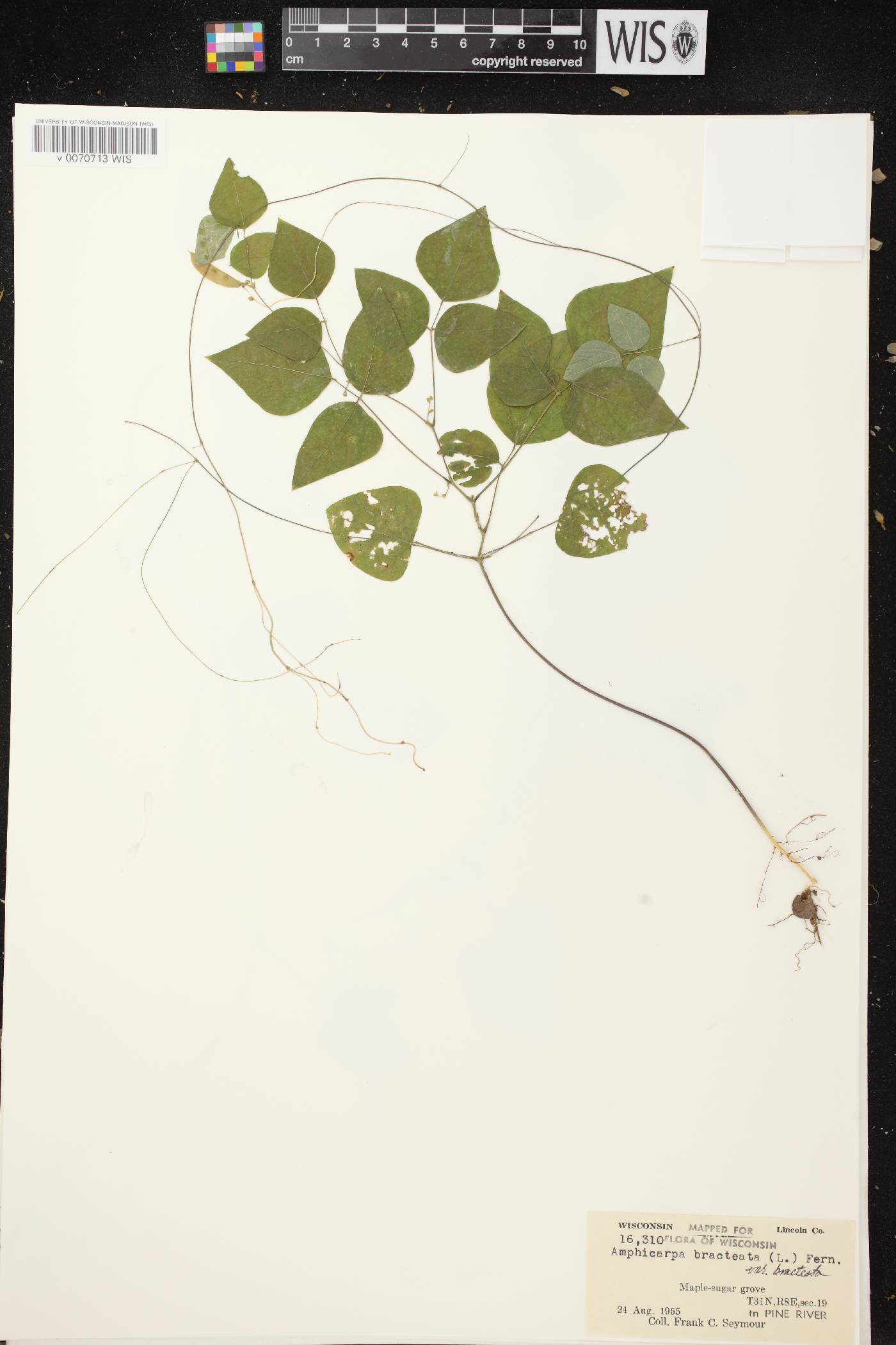 Amphicarpaea bracteata image