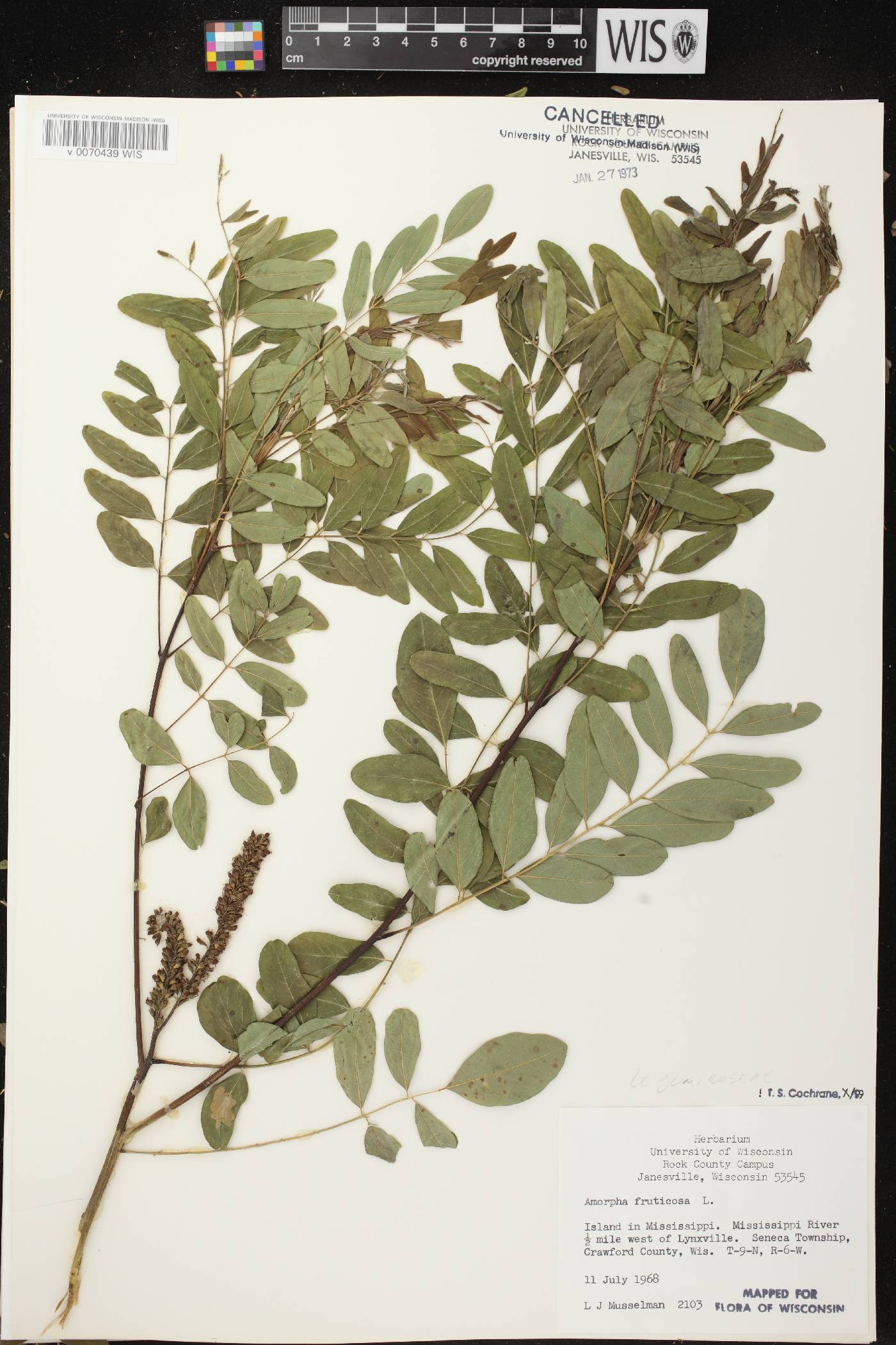 Amorpha fruticosa image