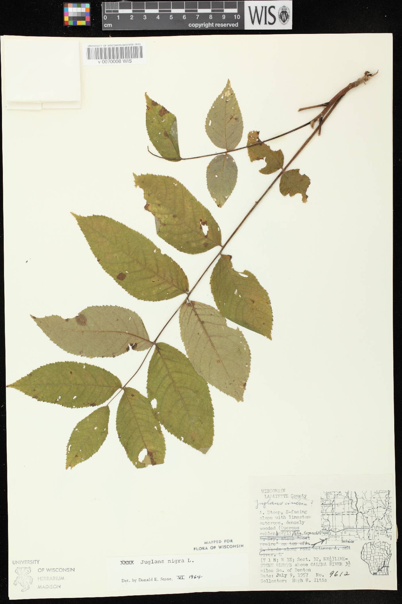 Juglans nigra image