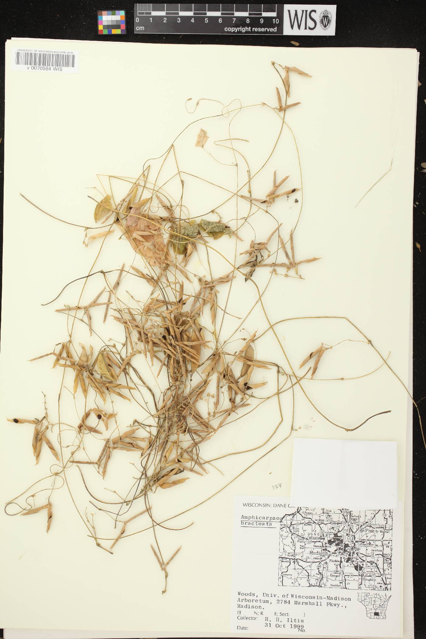 Amphicarpaea bracteata image