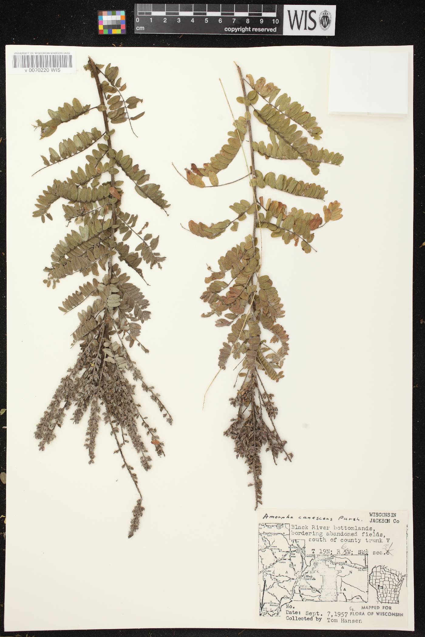 Amorpha canescens image