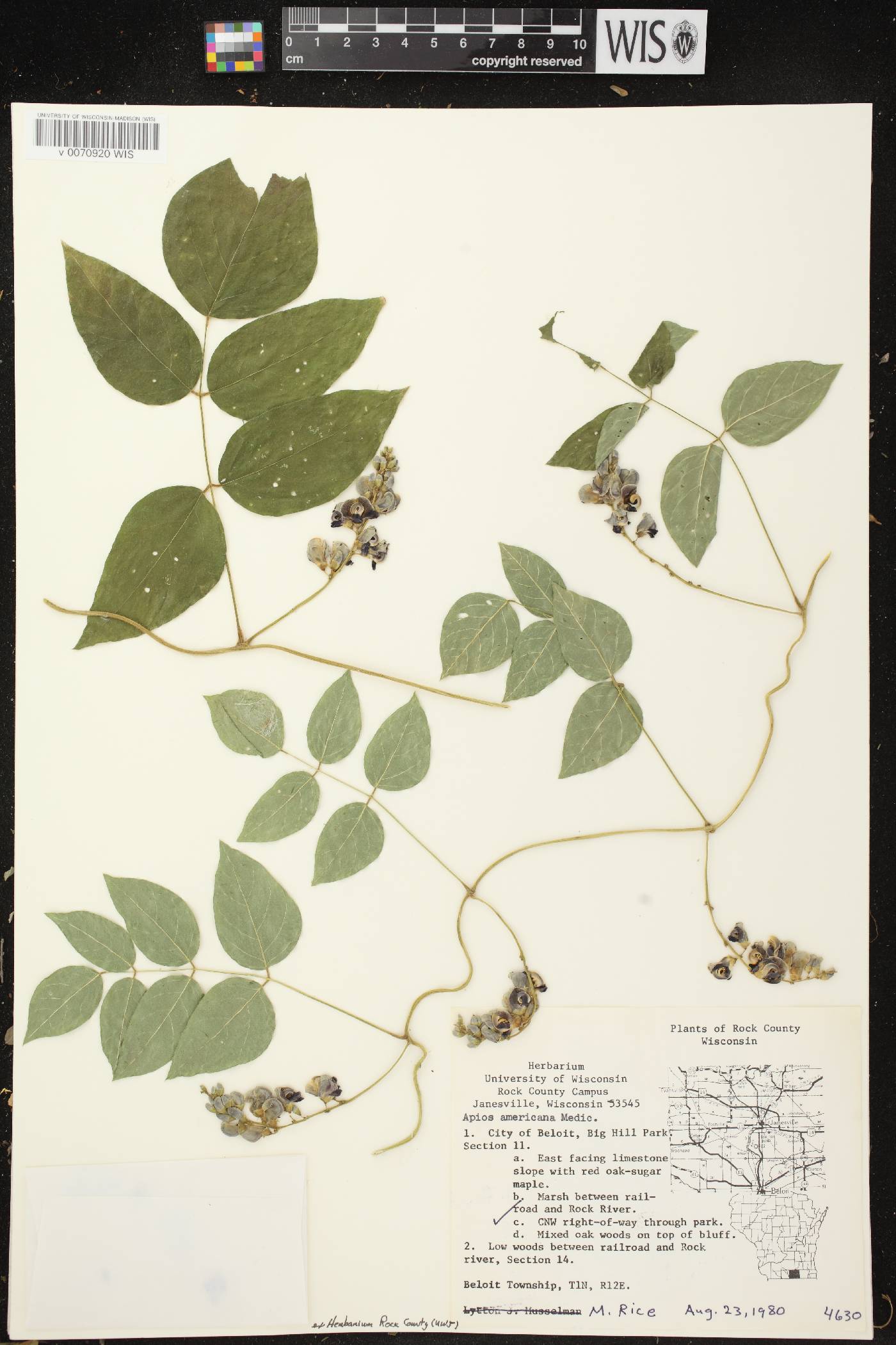 Apios americana image
