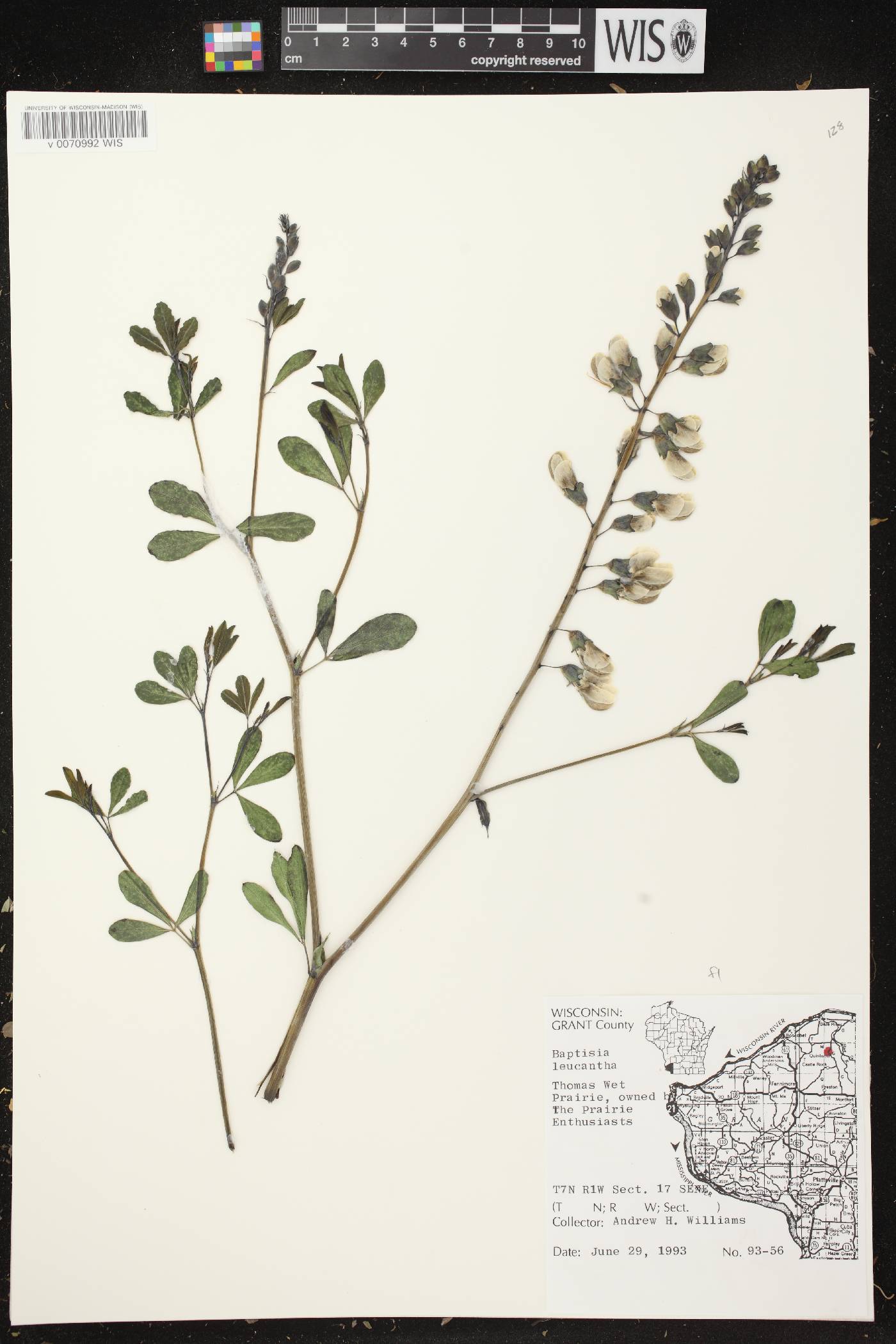 Baptisia lactea image