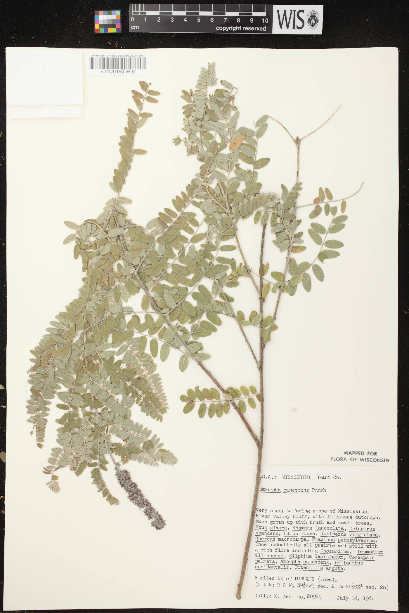 Amorpha canescens image