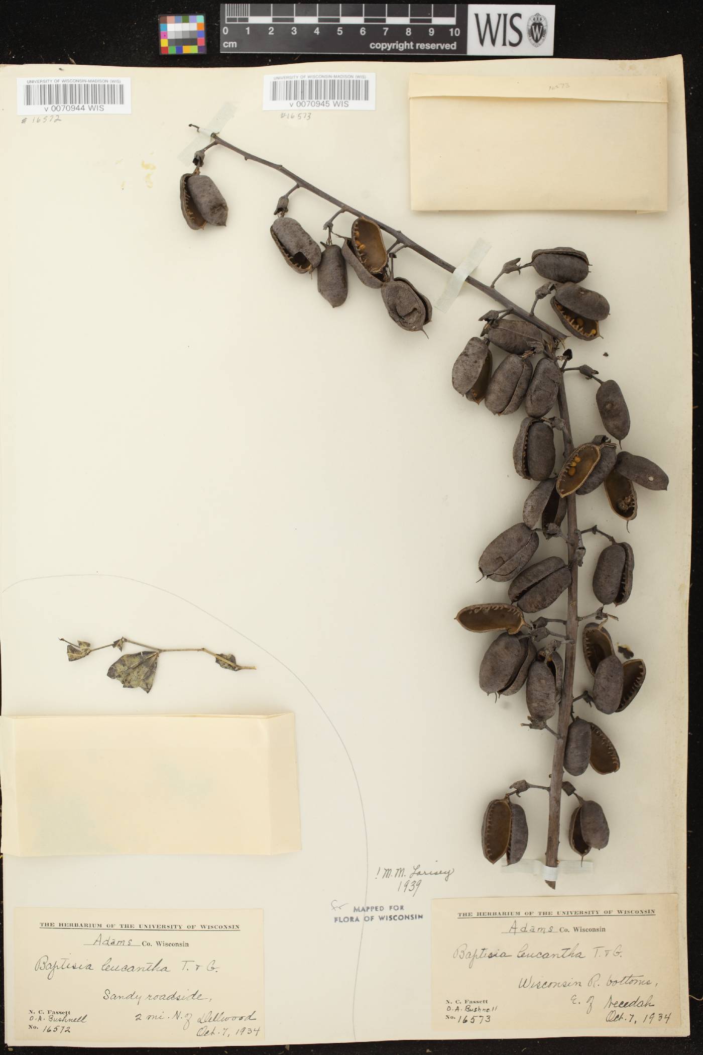 Baptisia lactea image
