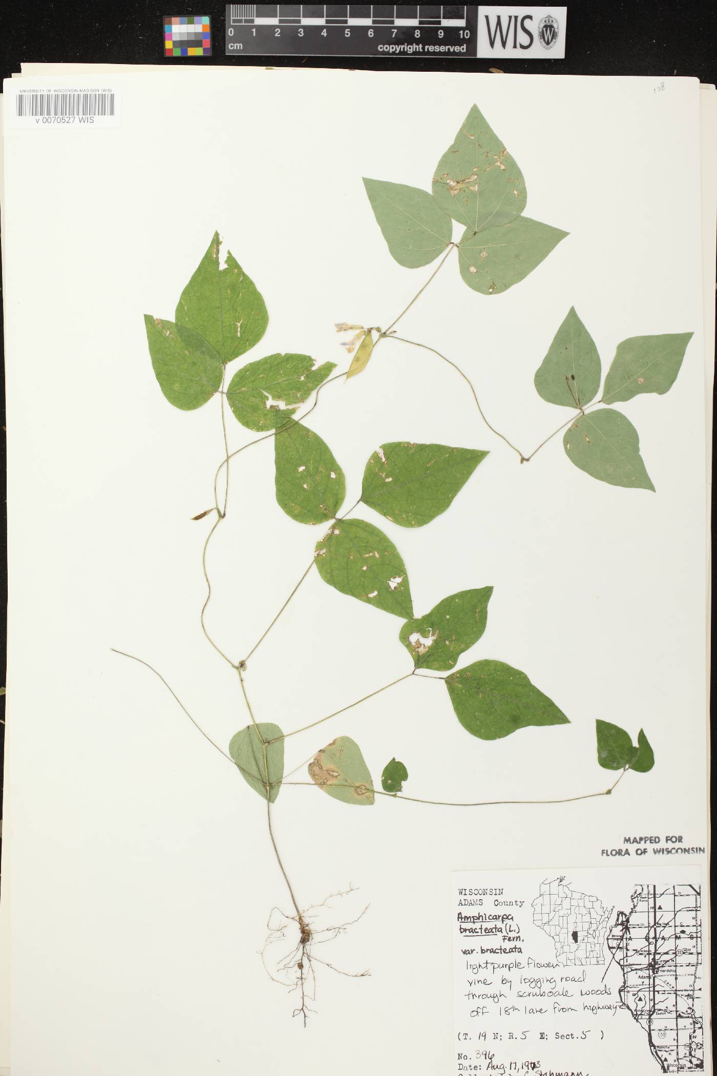 Amphicarpaea bracteata image