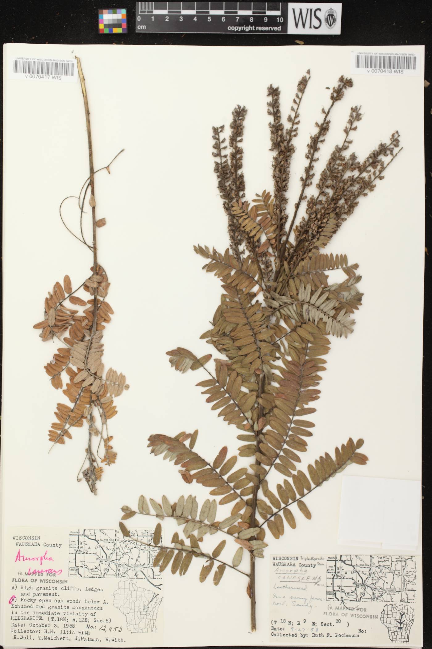Amorpha canescens image