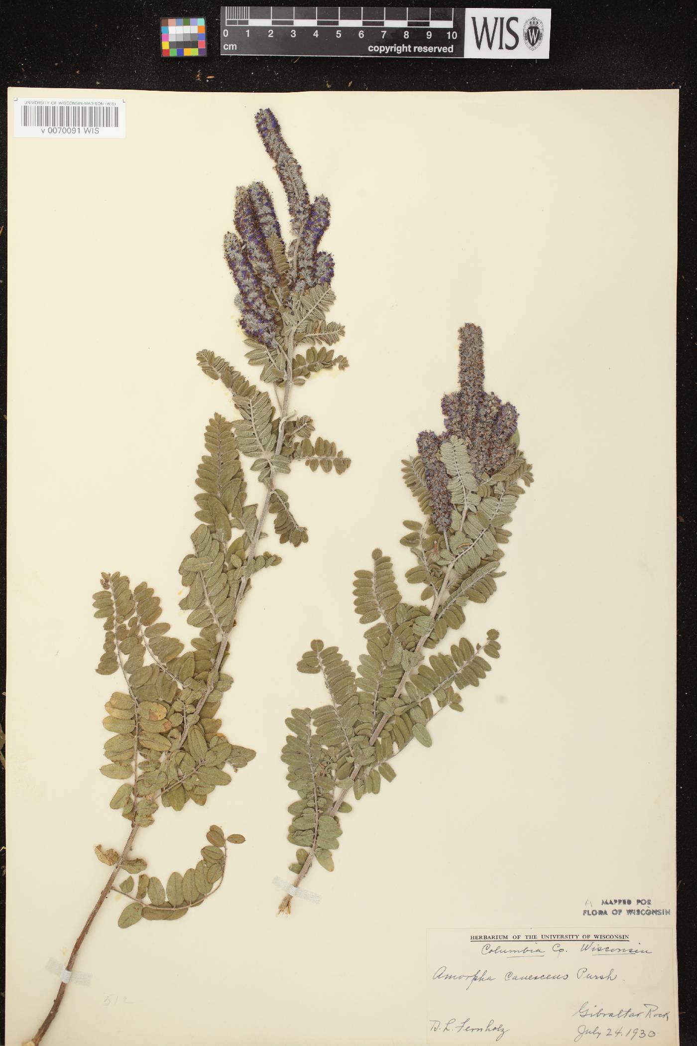 Amorpha canescens image