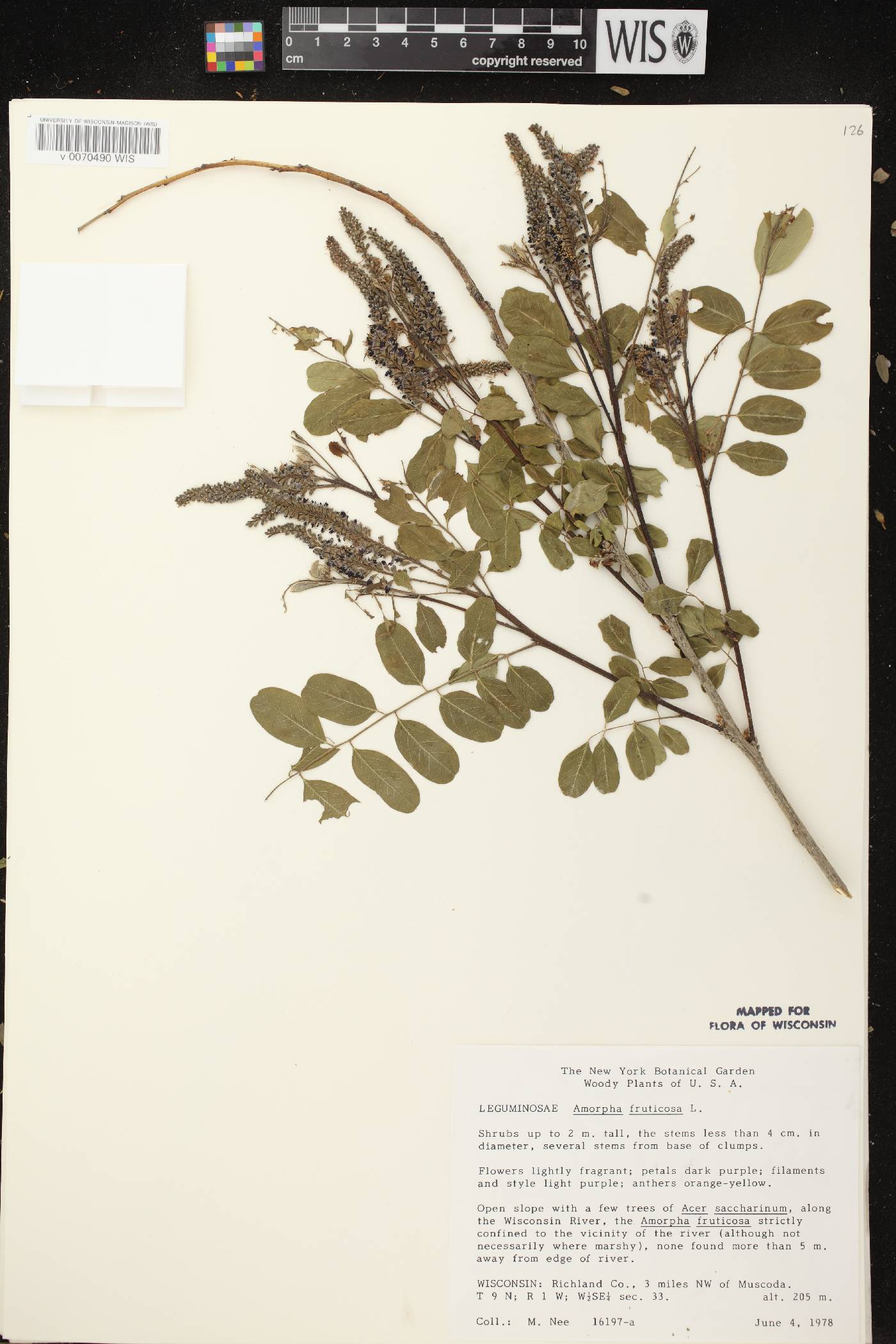 Amorpha fruticosa image