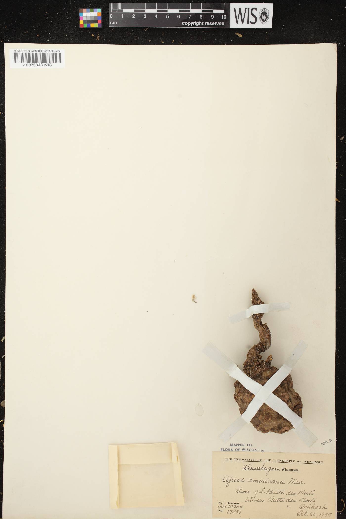 Apios americana image