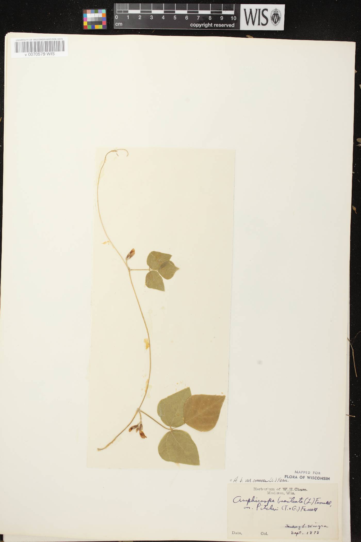 Amphicarpaea bracteata image
