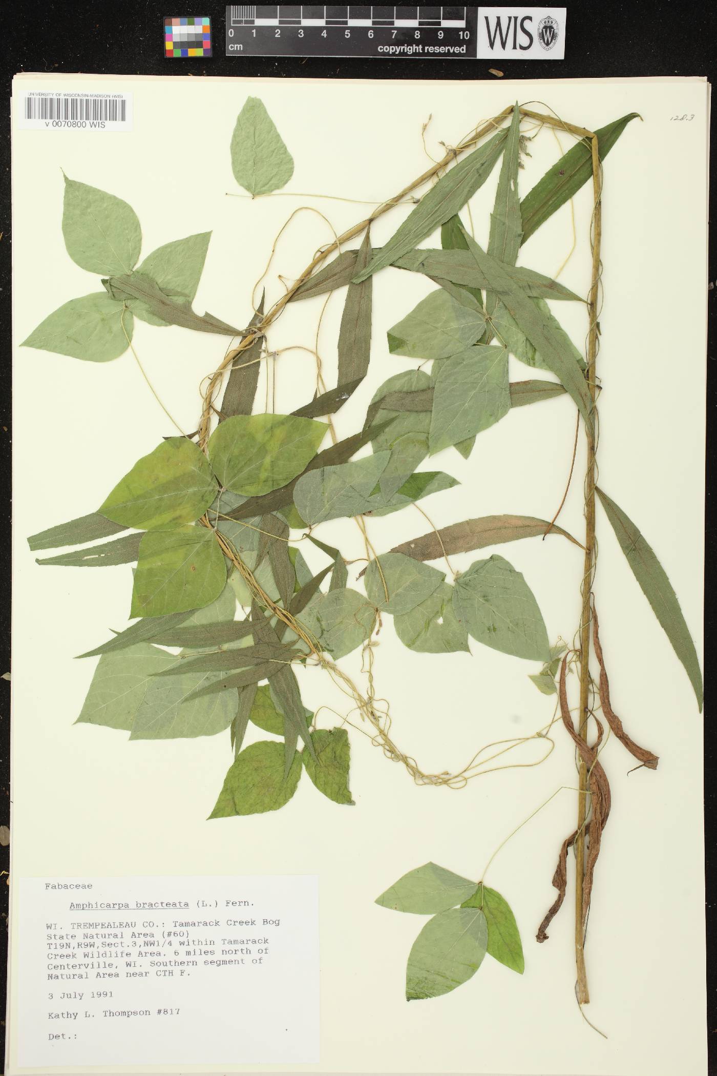 Amphicarpaea bracteata image