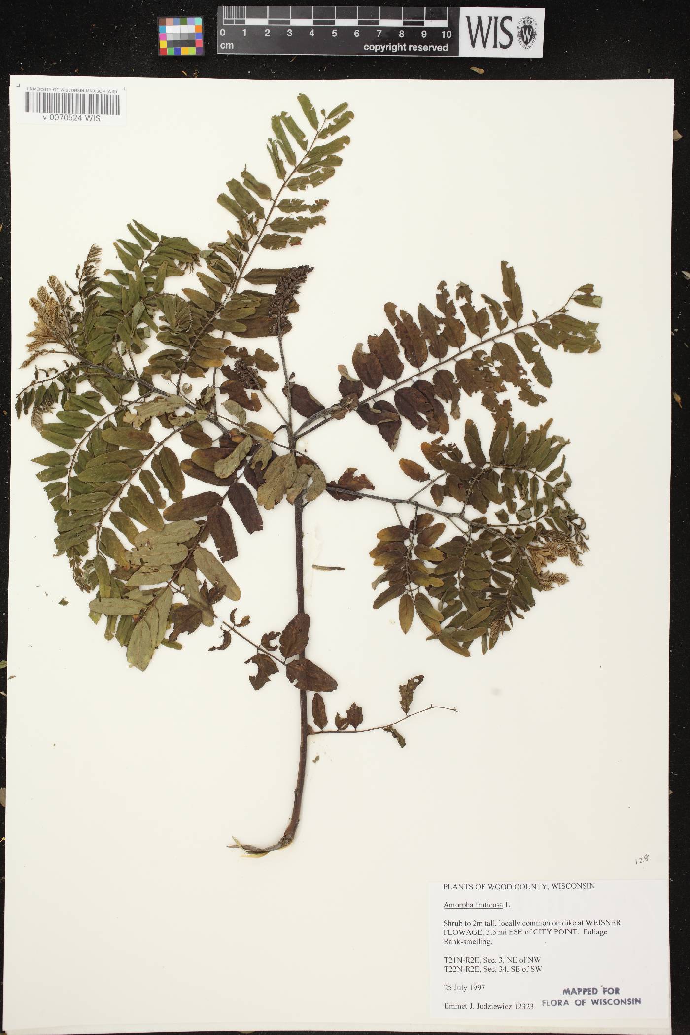 Amorpha fruticosa image