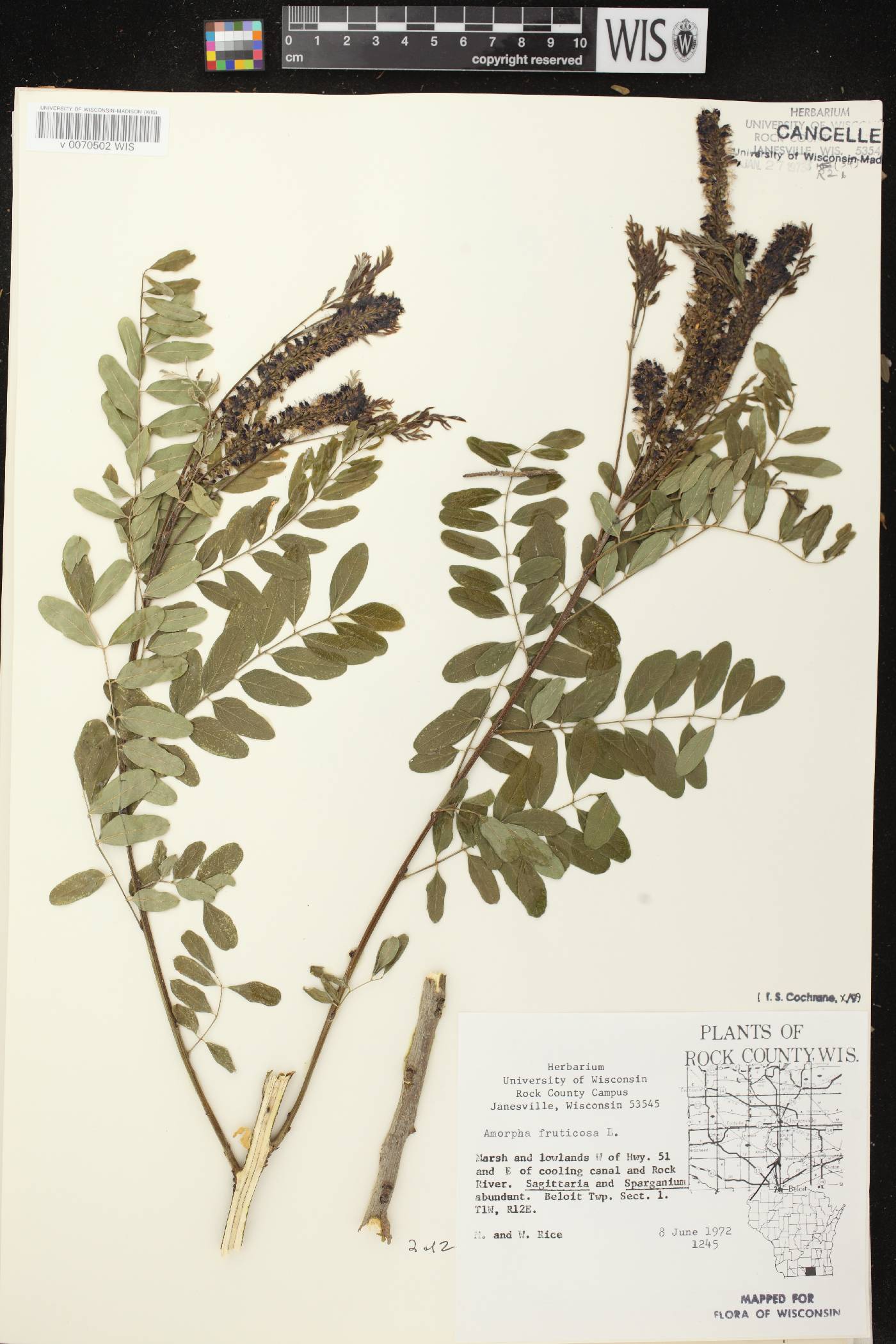 Amorpha fruticosa image