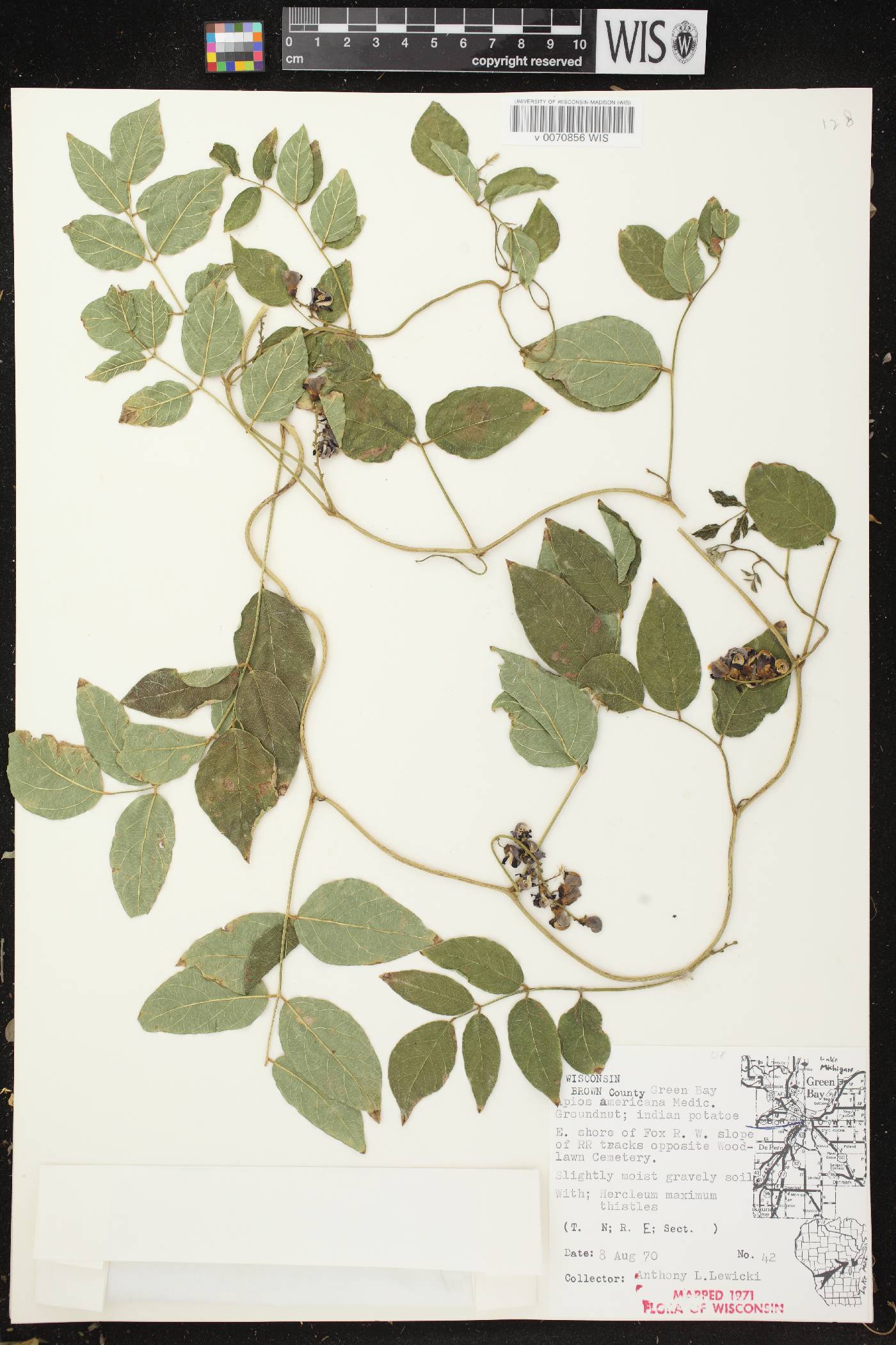 Apios americana image