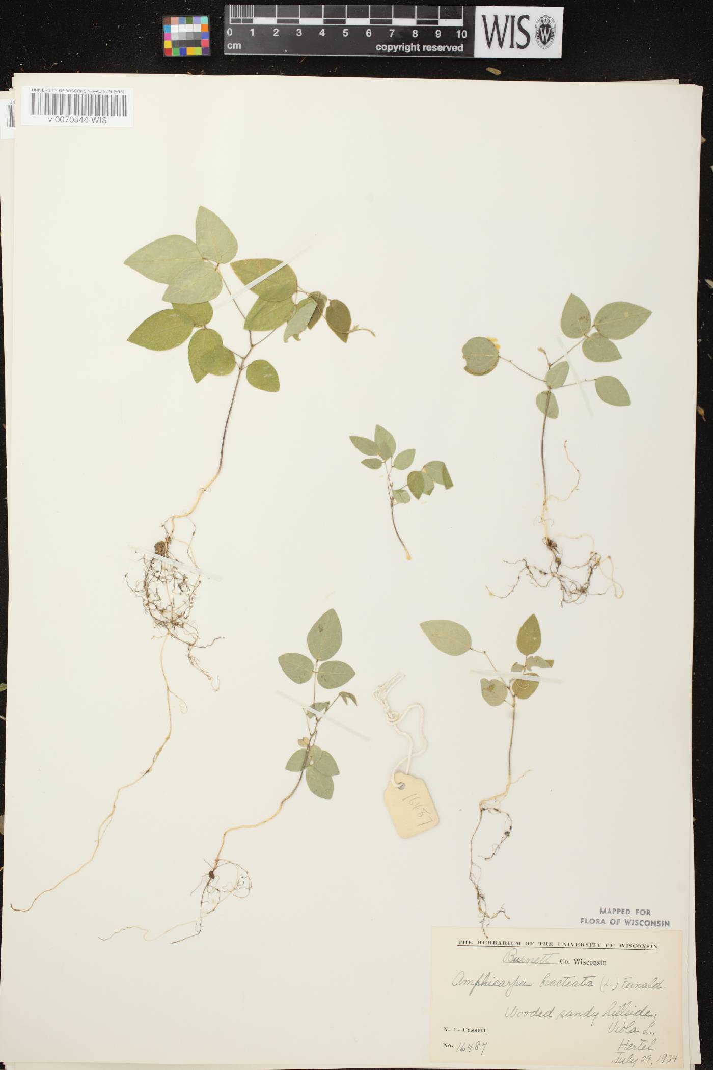 Amphicarpaea bracteata image