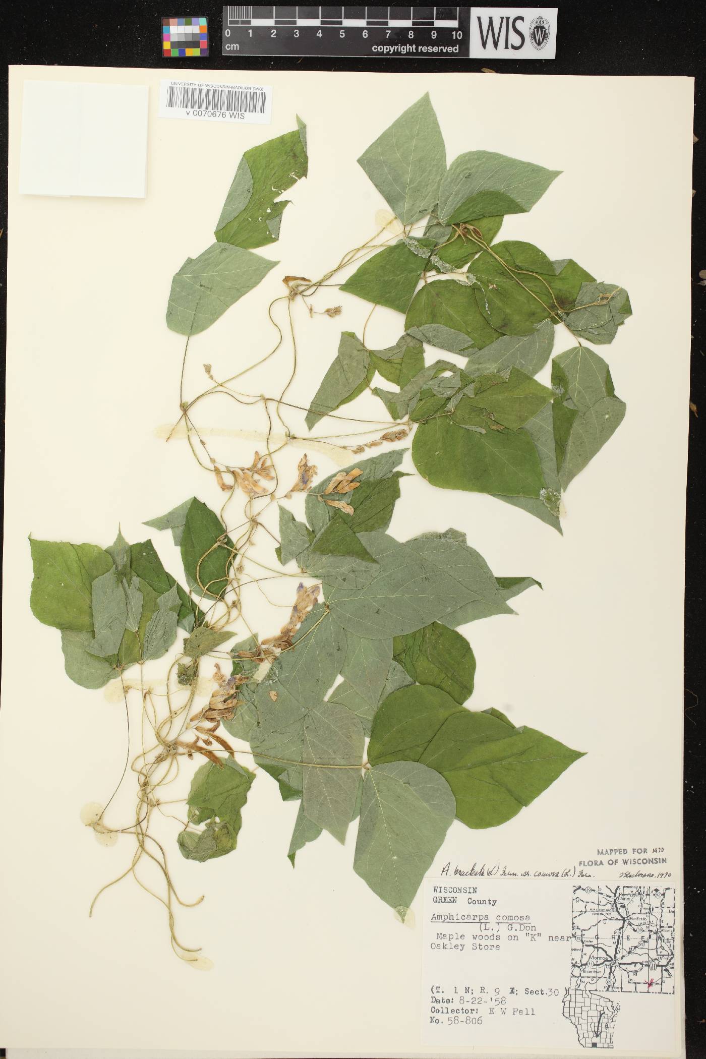 Amphicarpaea bracteata image