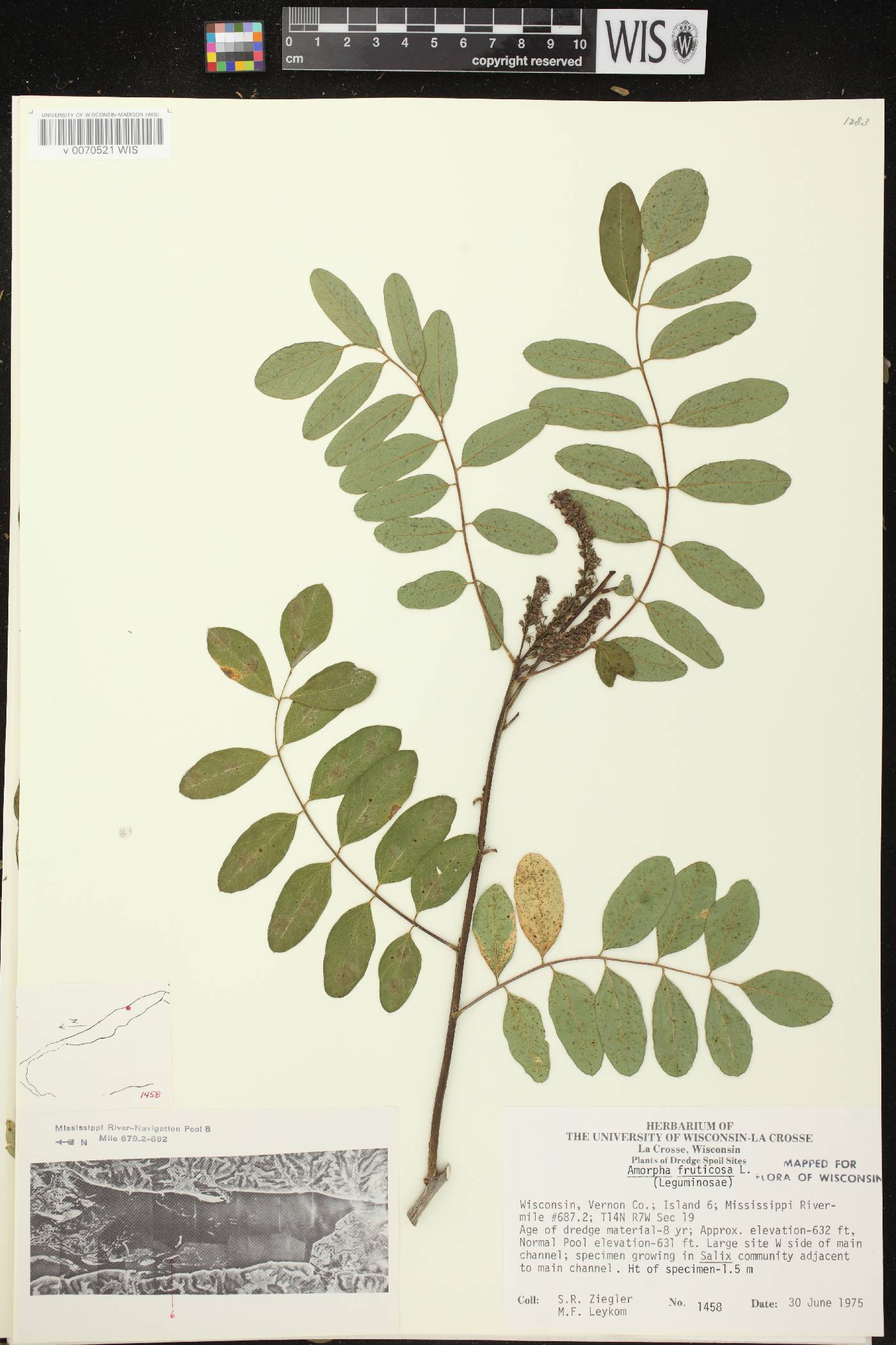 Amorpha fruticosa image