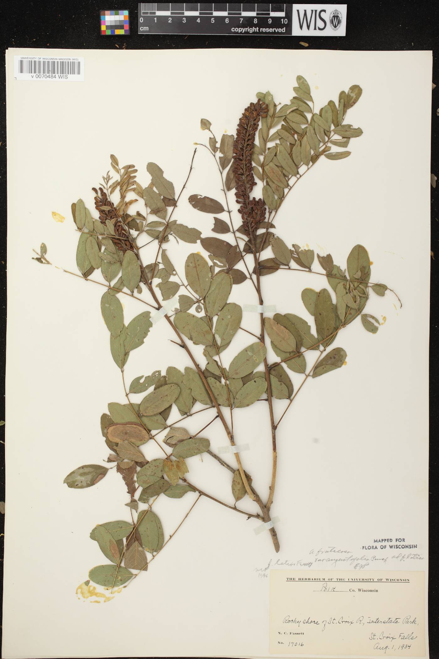 Amorpha fruticosa image