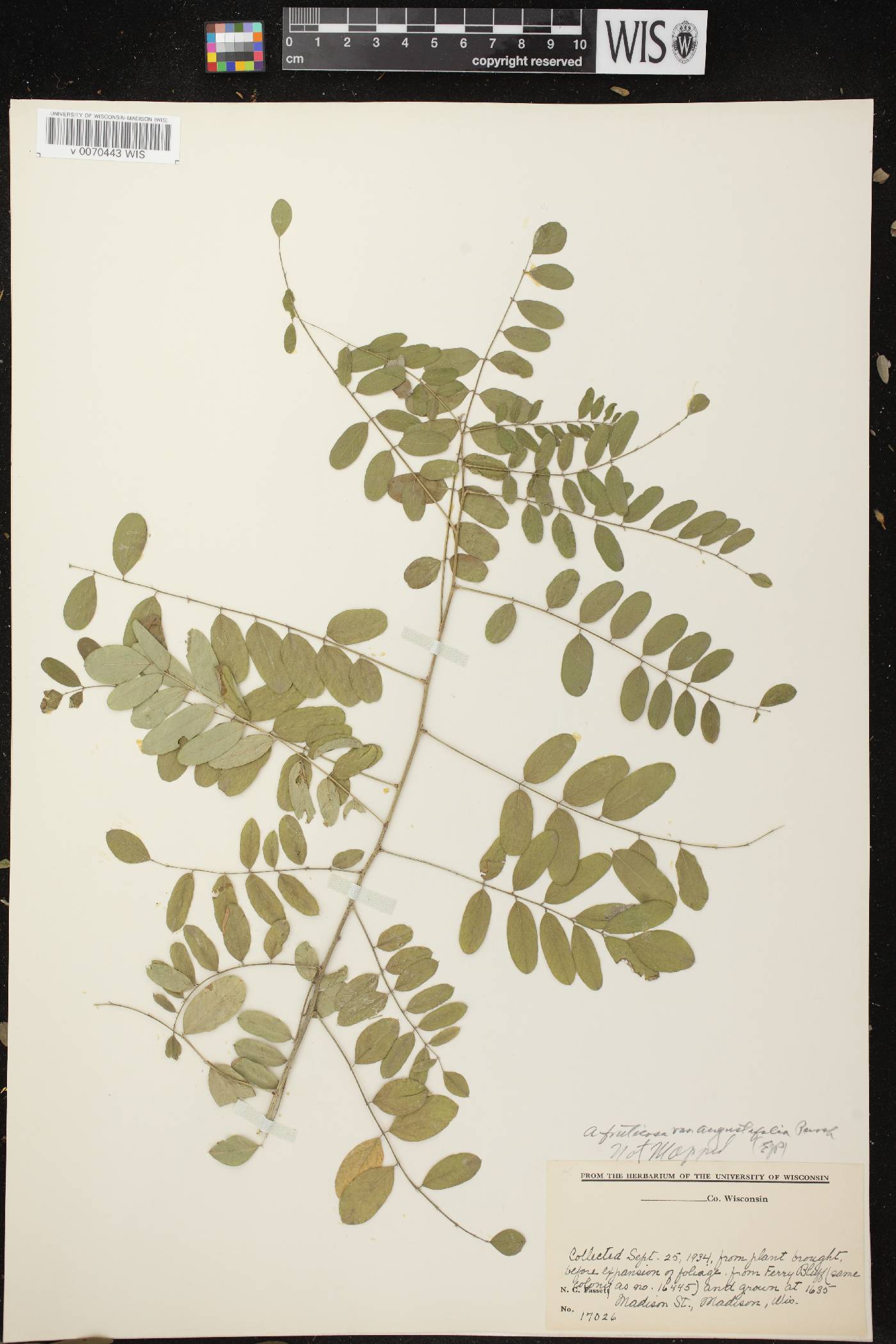 Amorpha fruticosa image