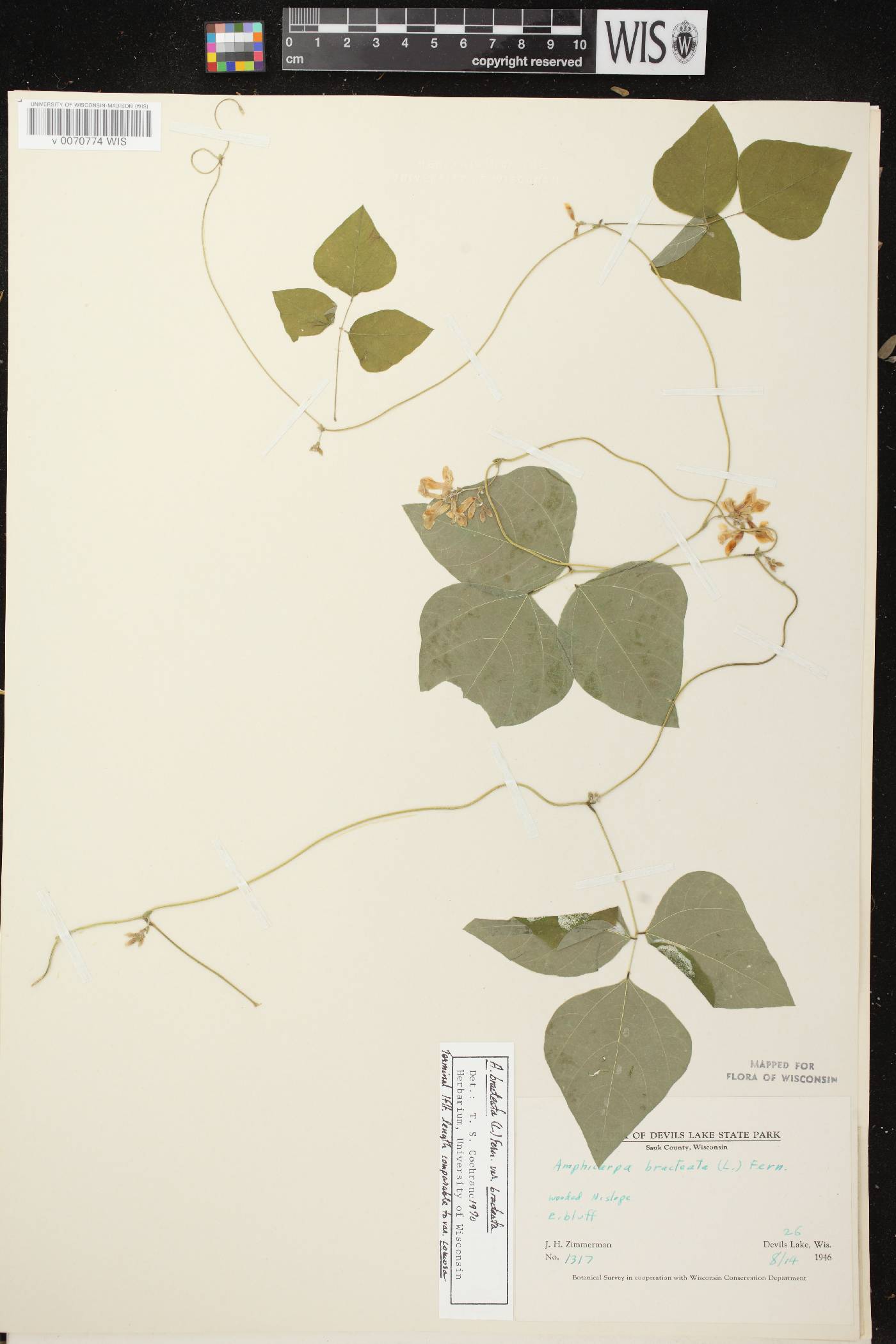 Amphicarpaea bracteata image