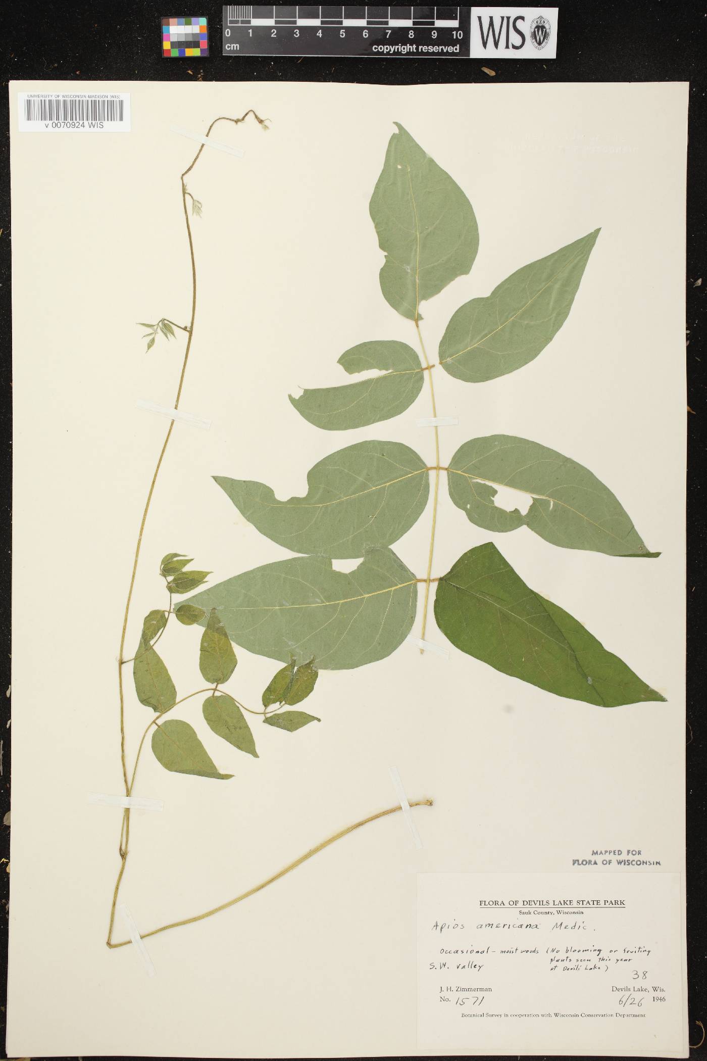 Apios americana image