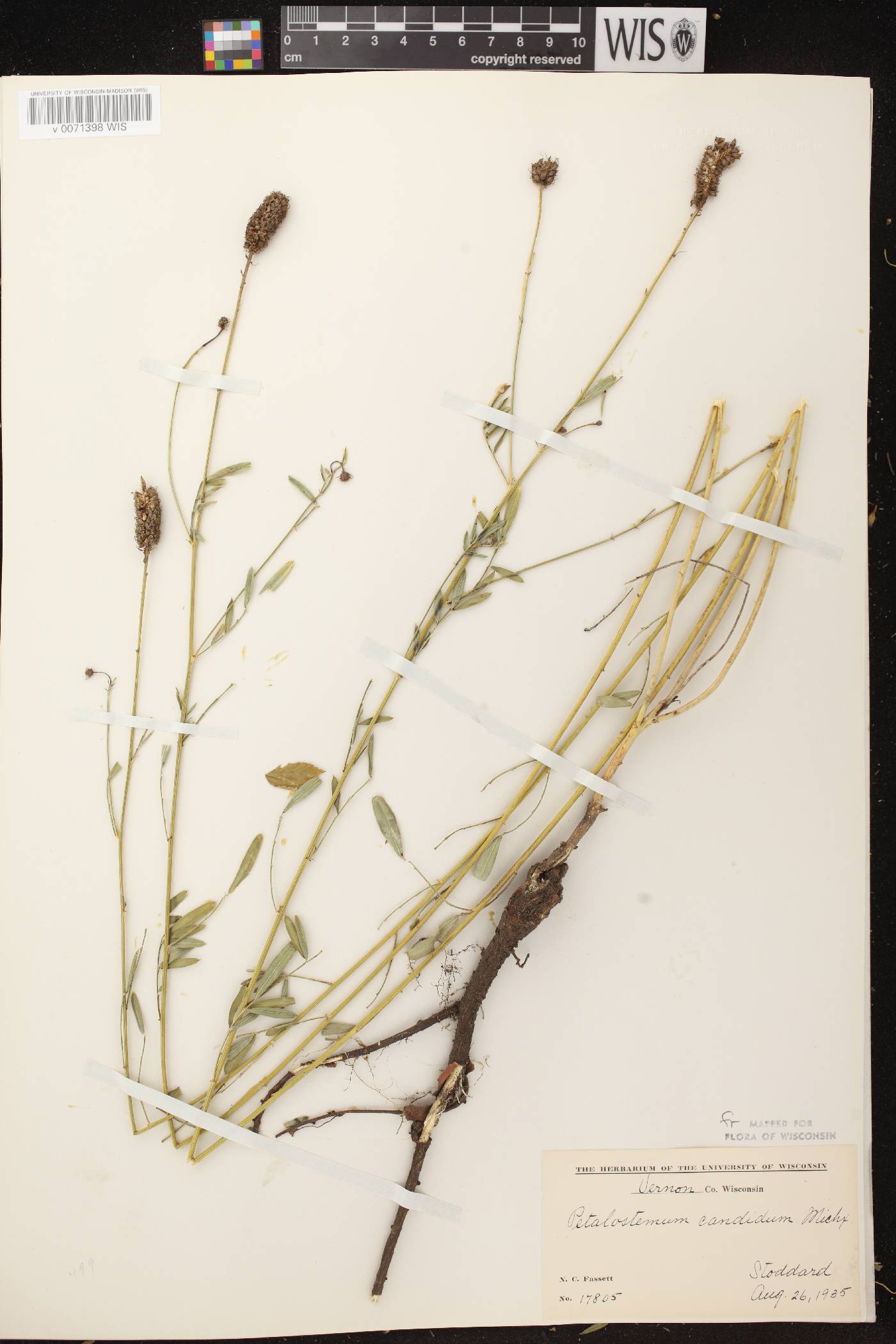 Dalea candida image