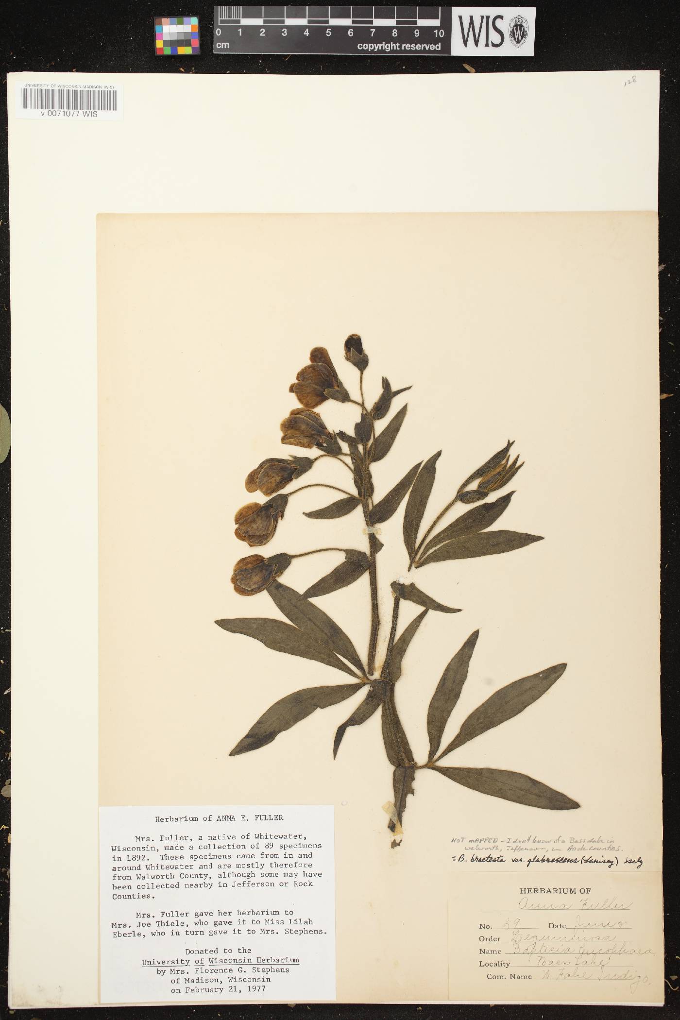 Baptisia leucophaea image