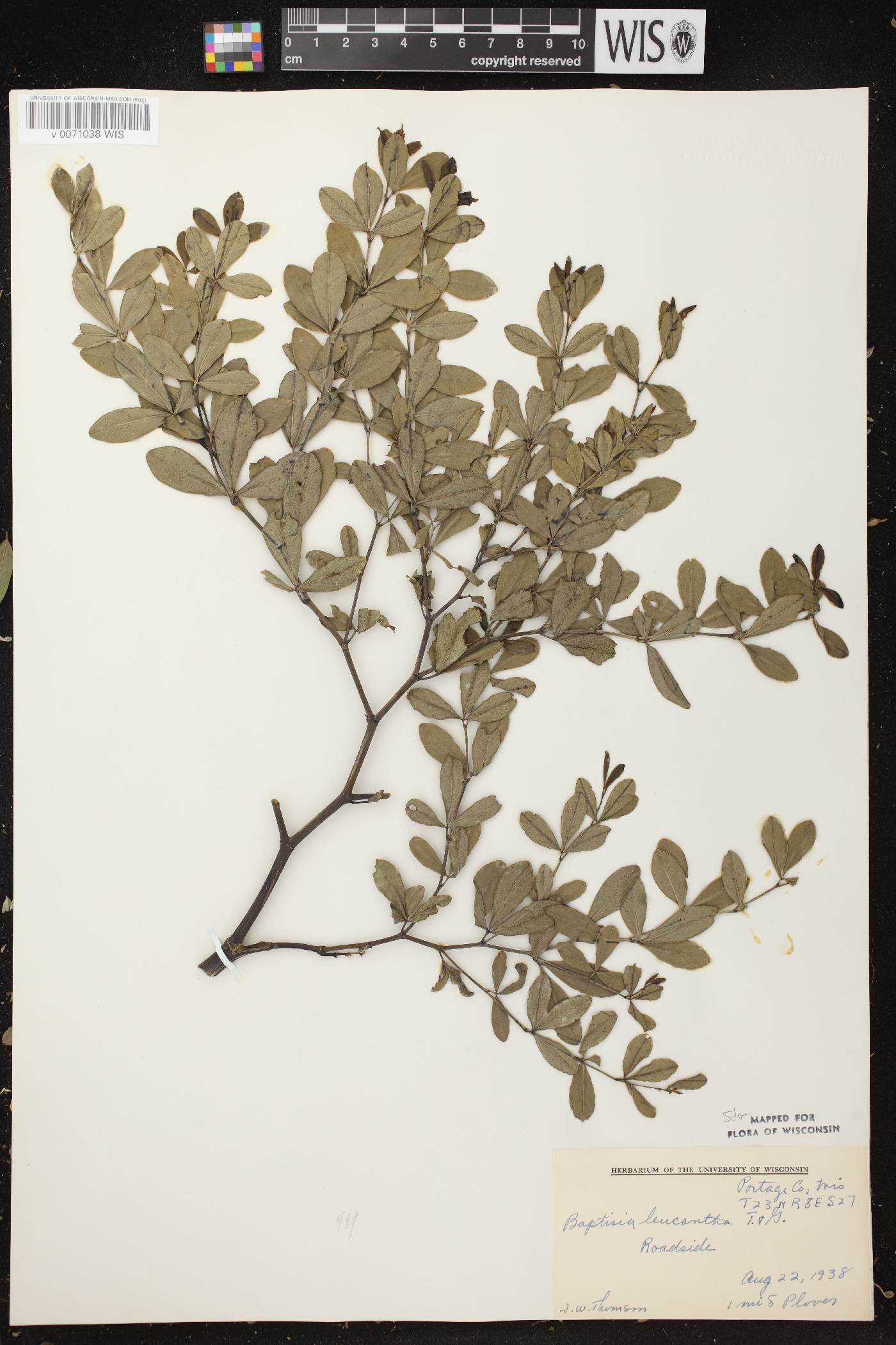 Baptisia lactea image