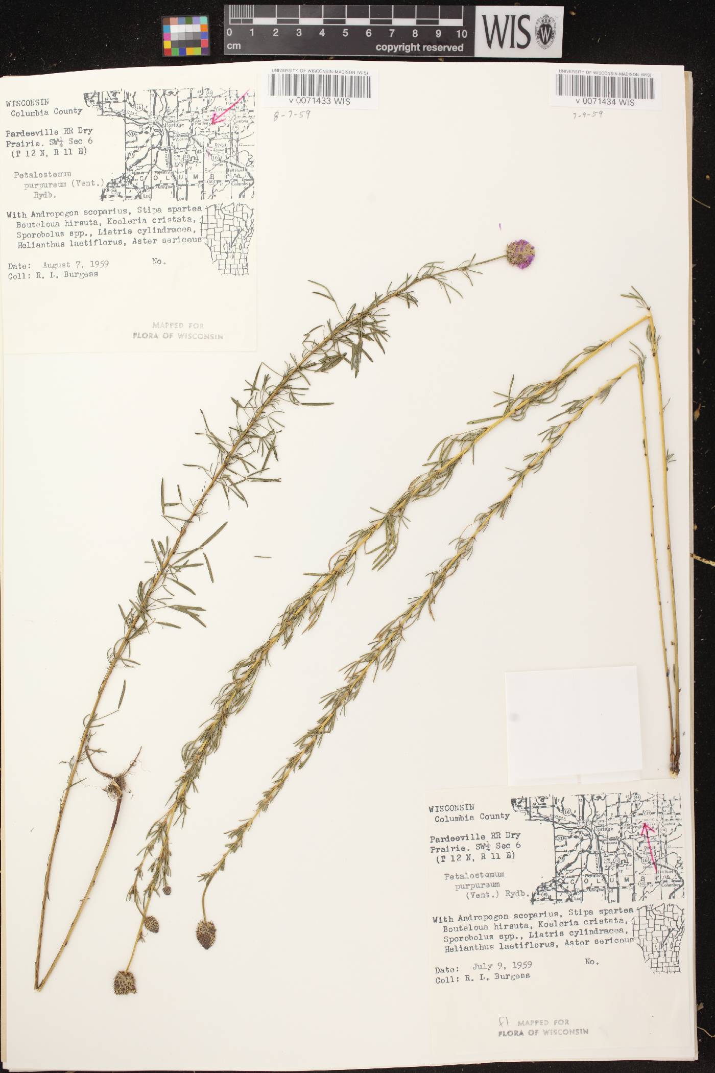 Dalea purpurea var. purpurea image