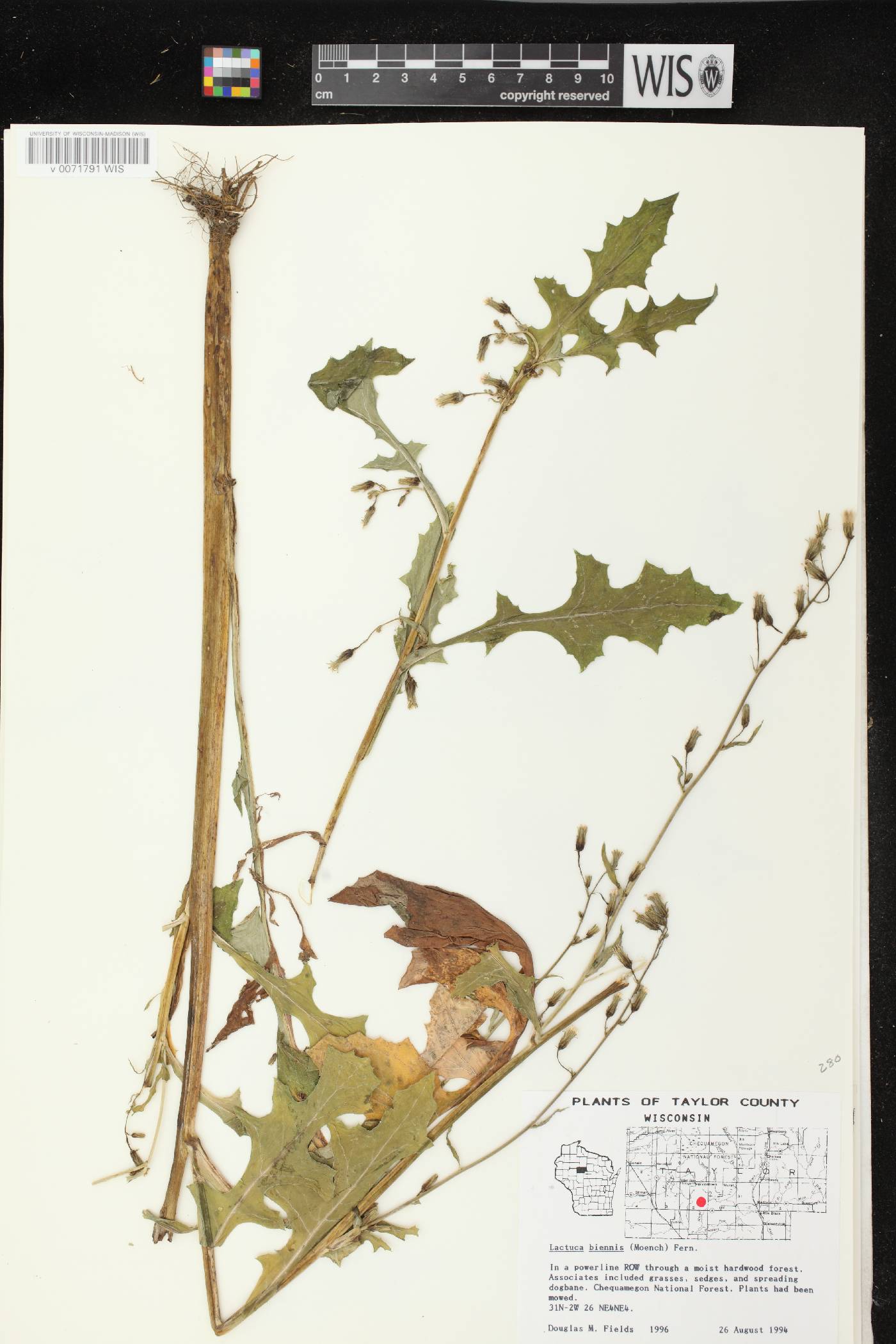 Lactuca biennis image