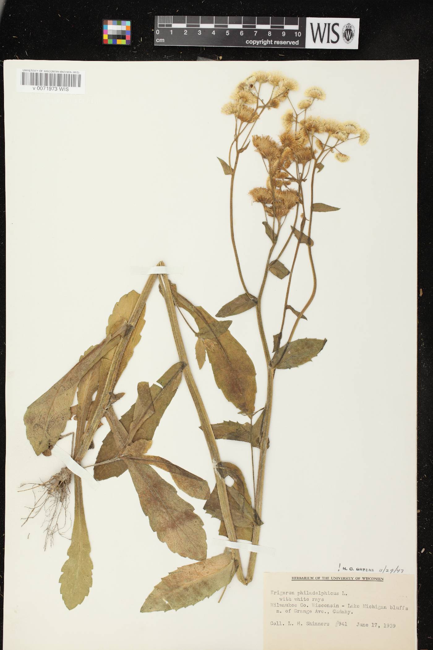 Erigeron philadelphicus var. philadelphicus image