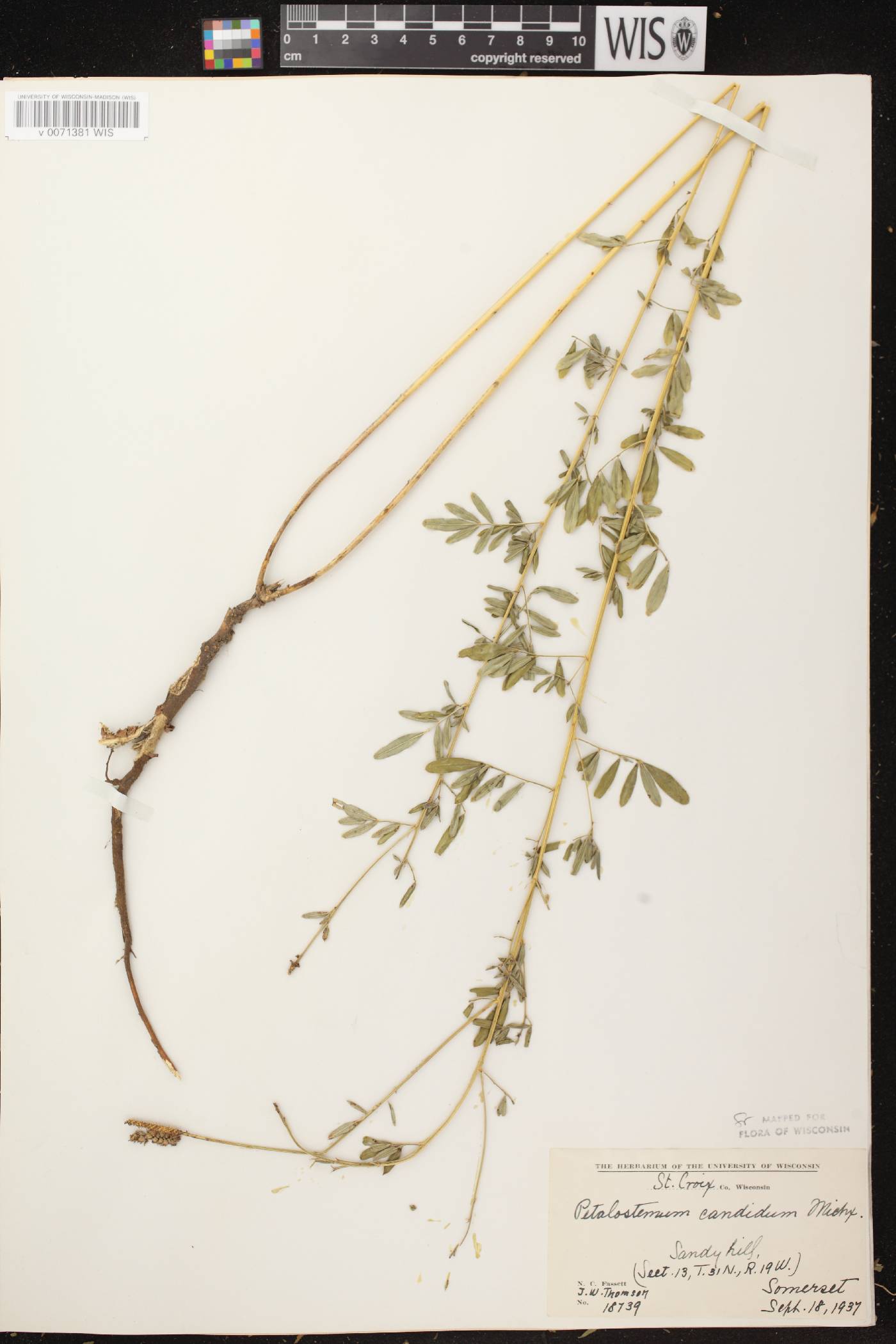 Dalea candida image