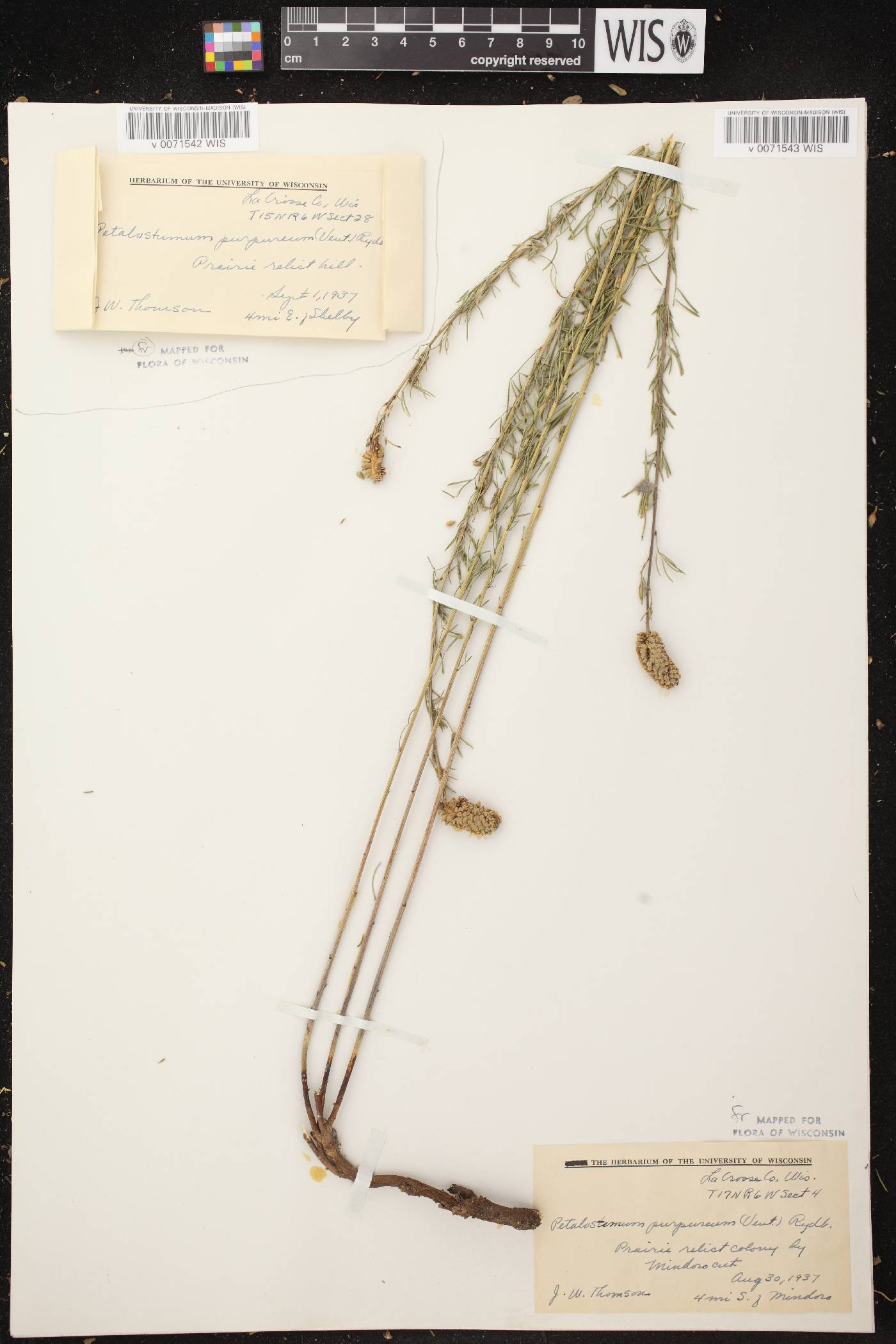 Dalea purpurea var. purpurea image