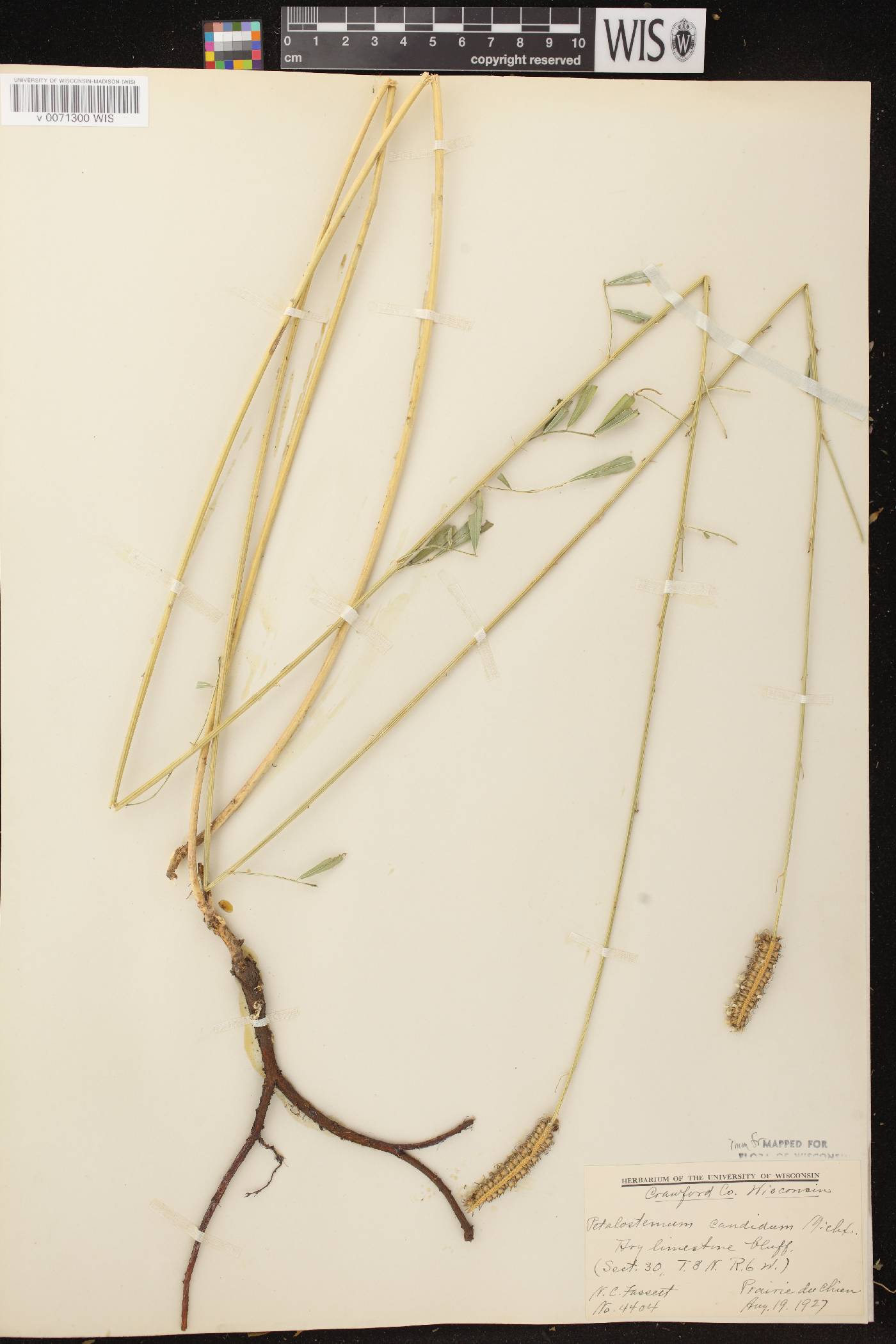 Dalea candida image