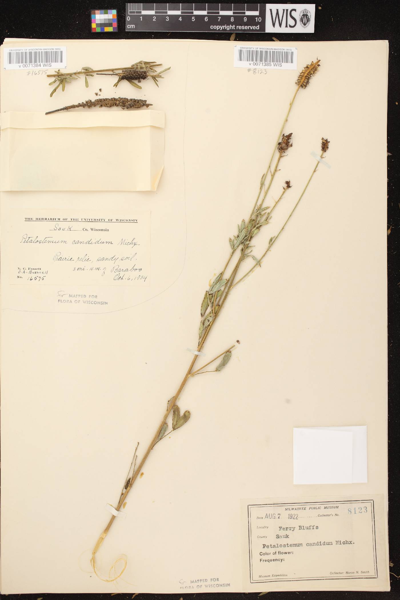 Dalea candida image