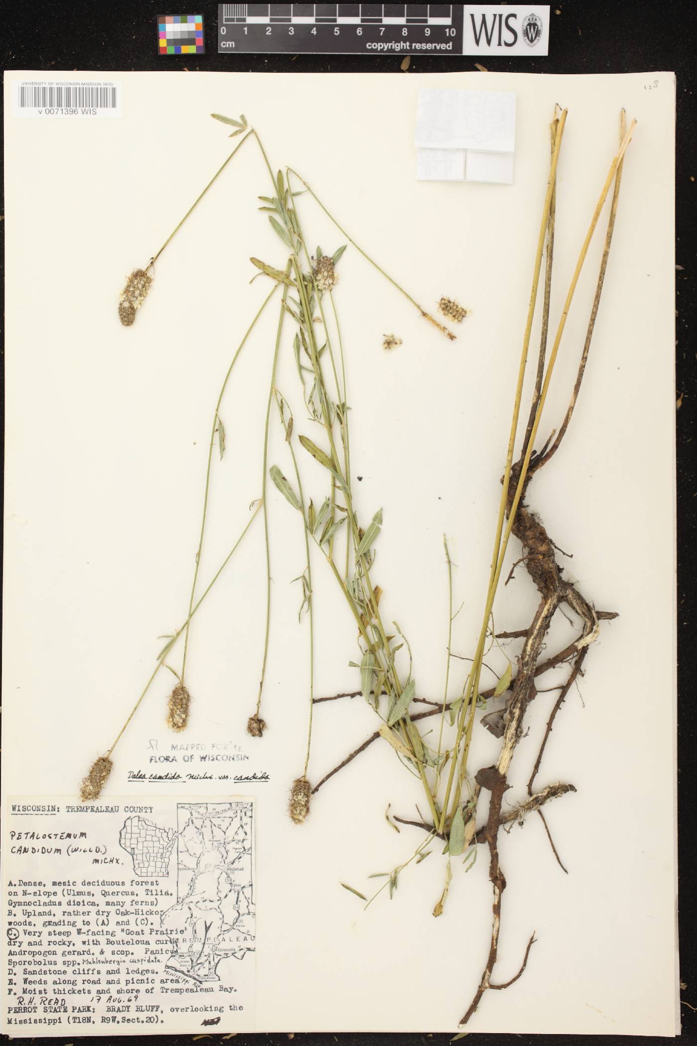 Dalea candida image